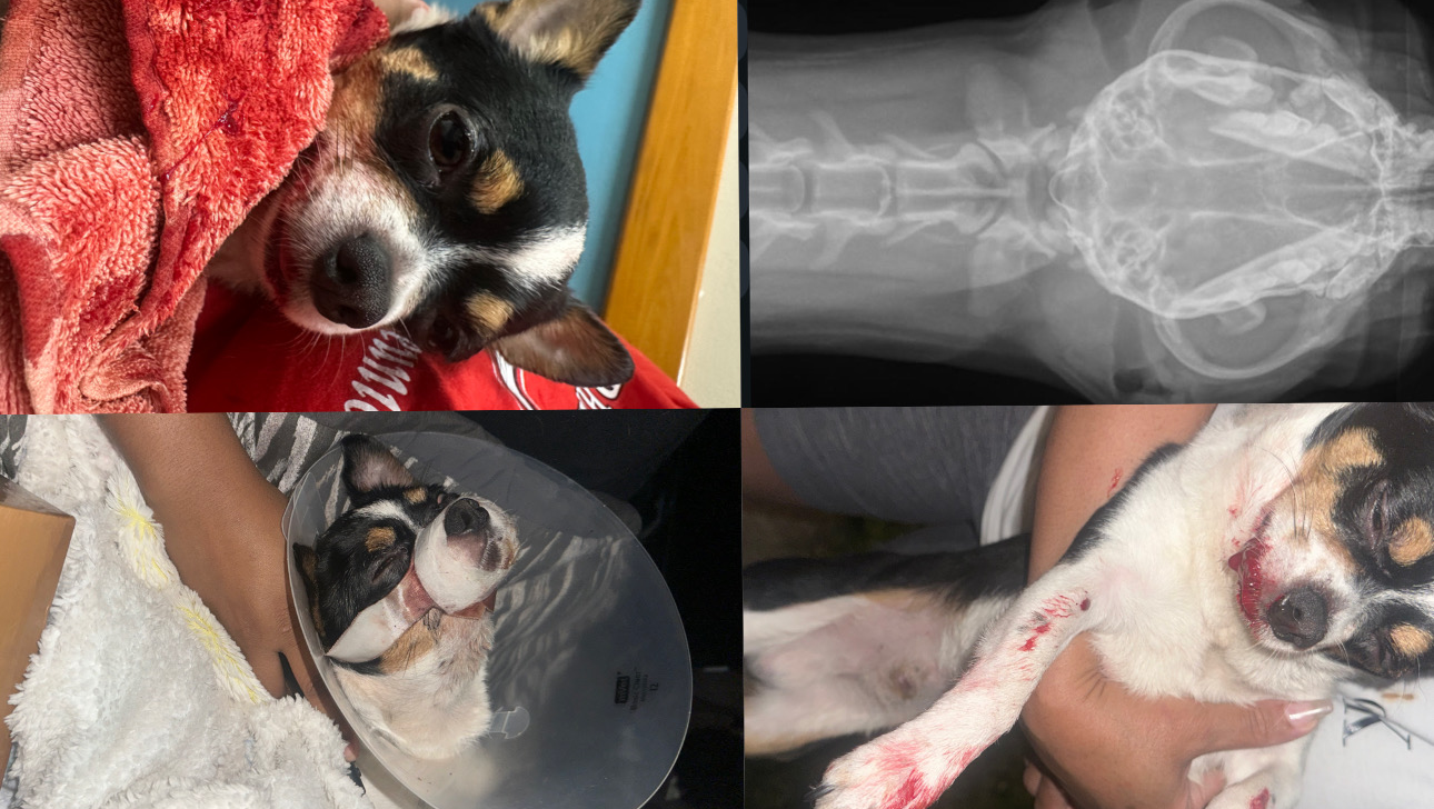Save Swervo’s Smile After Attack ( Needs Jaw Surgery ) photo