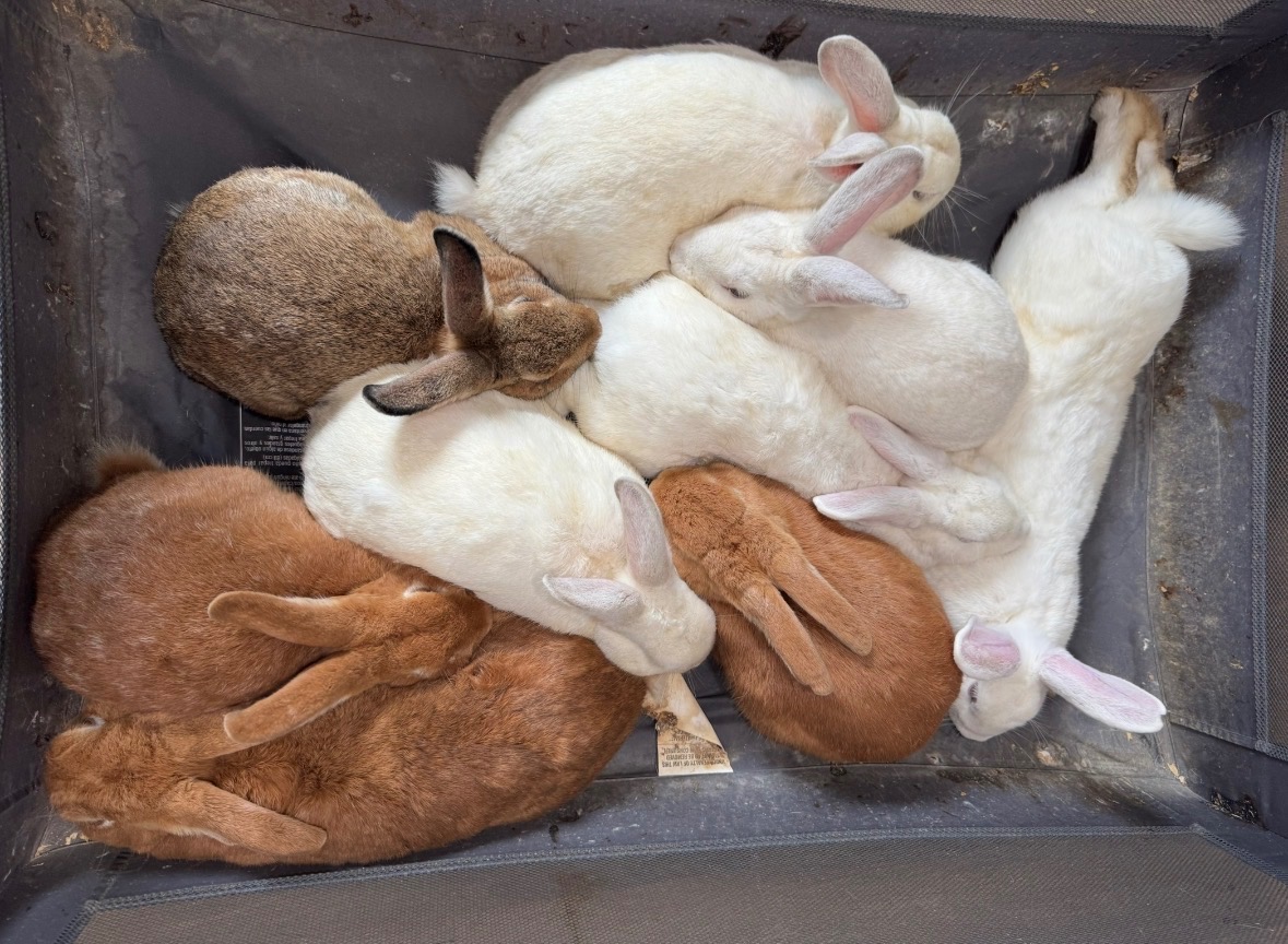 Fundraiser by Shannon Blair : Help Over 30 Rabbits from Backyard Crisis ...