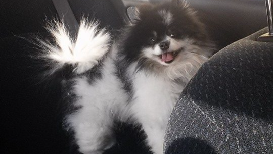 In Memory of Oliver: Help Local Animal Shelters photo