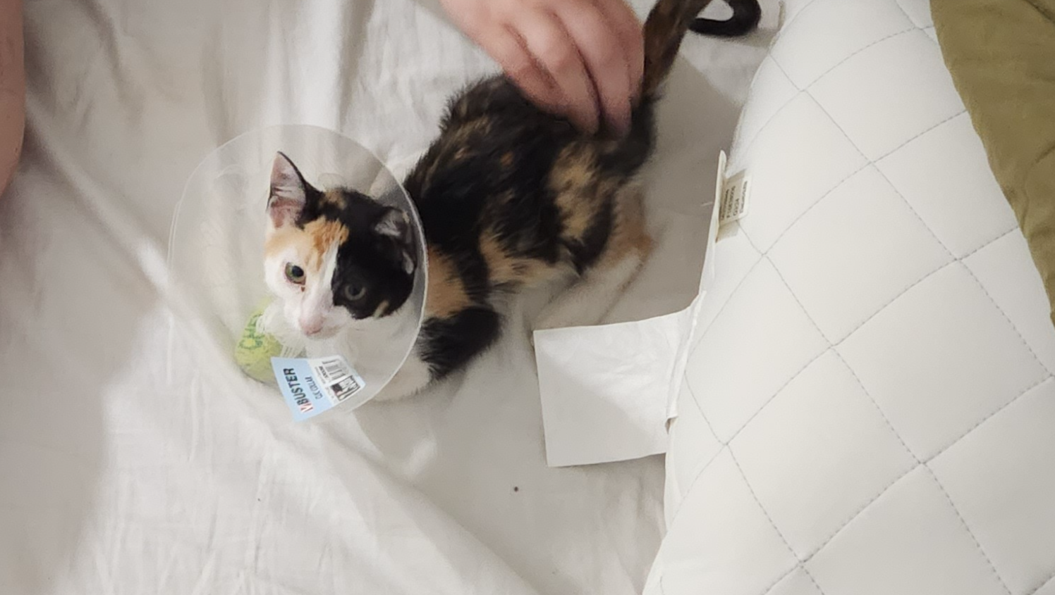 Help our kitten, Thousand Sunny, recover from paw surgery!!!