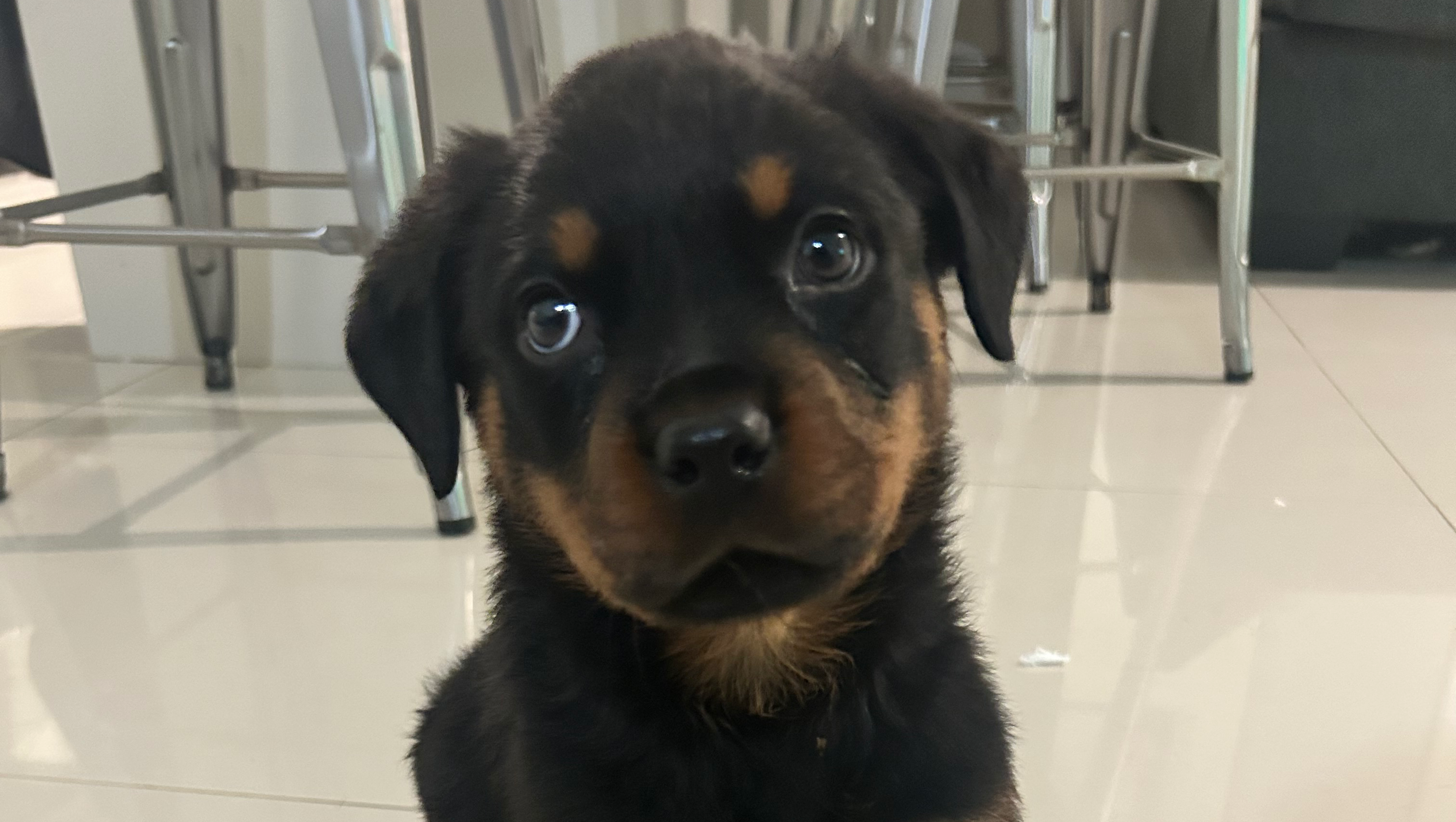 Save Baby Klaus! - urgently needs heart surgery ! photo