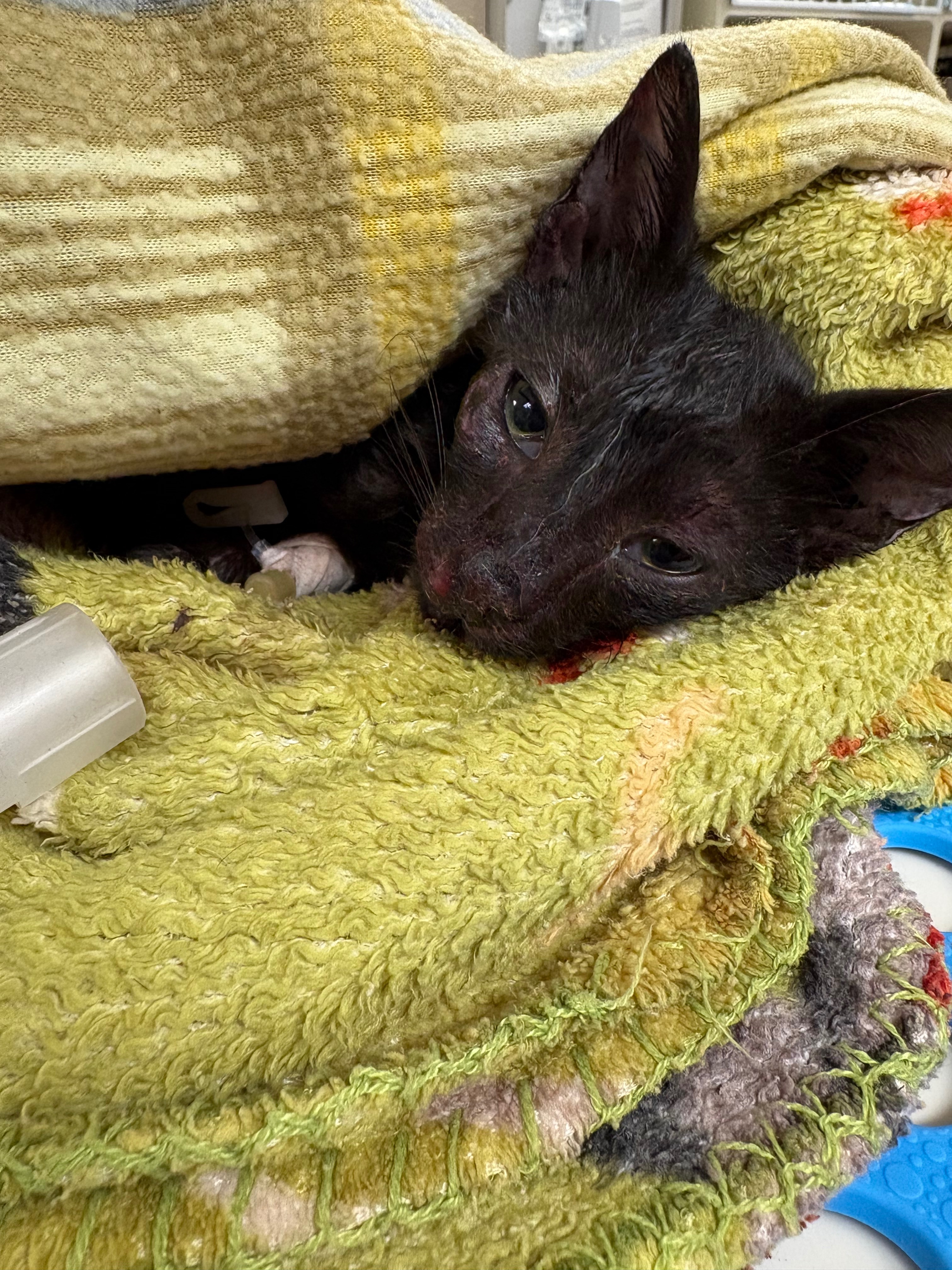 Broken, But Not Beaten: Beans Journey To Heal campaign photo, 7 of 8