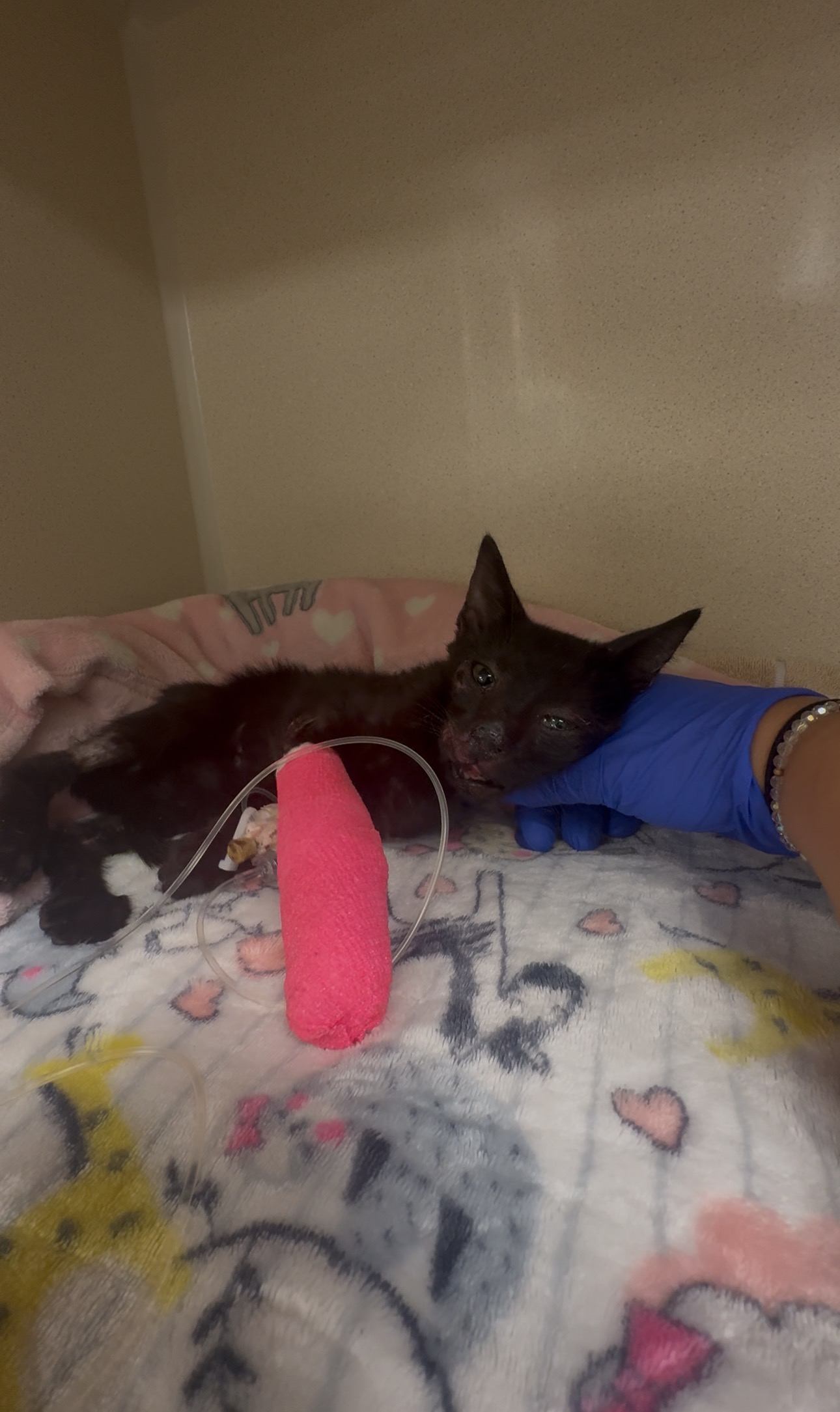 Broken, But Not Beaten: Beans Journey To Heal campaign photo, 5 of 8