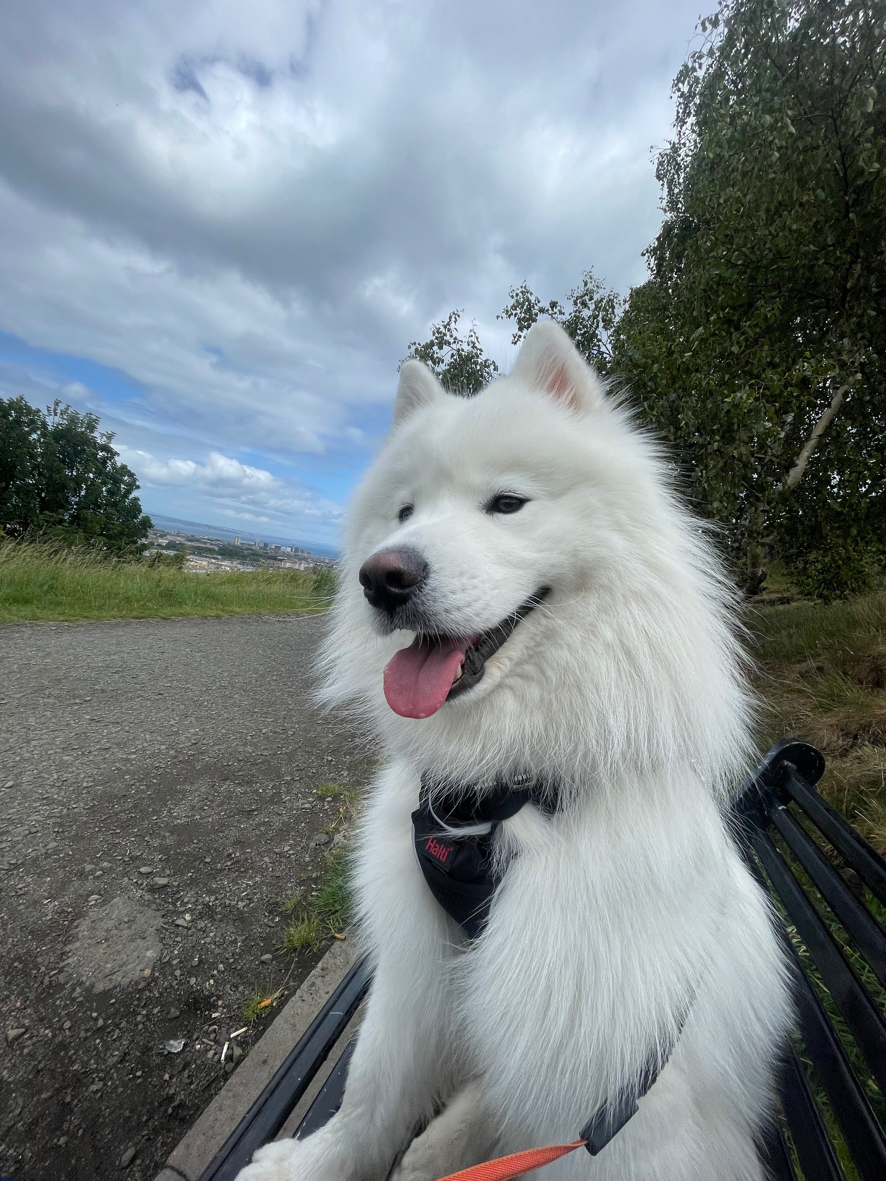 Urgent Support Needed for a Dog Mum in Crisis campaign photo, 2 of 4