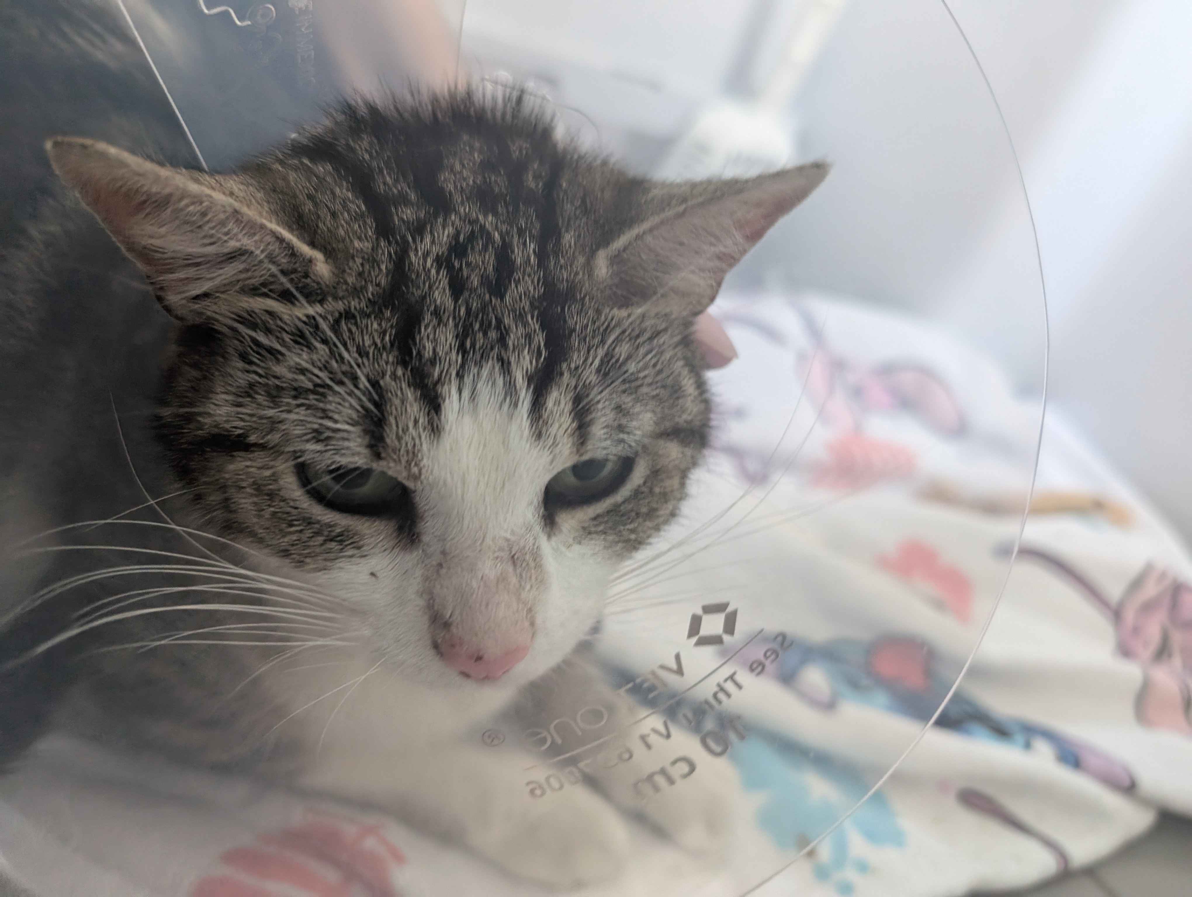 Please Help Pay Friggs Vet Bills campaign photo, 7 of 8
