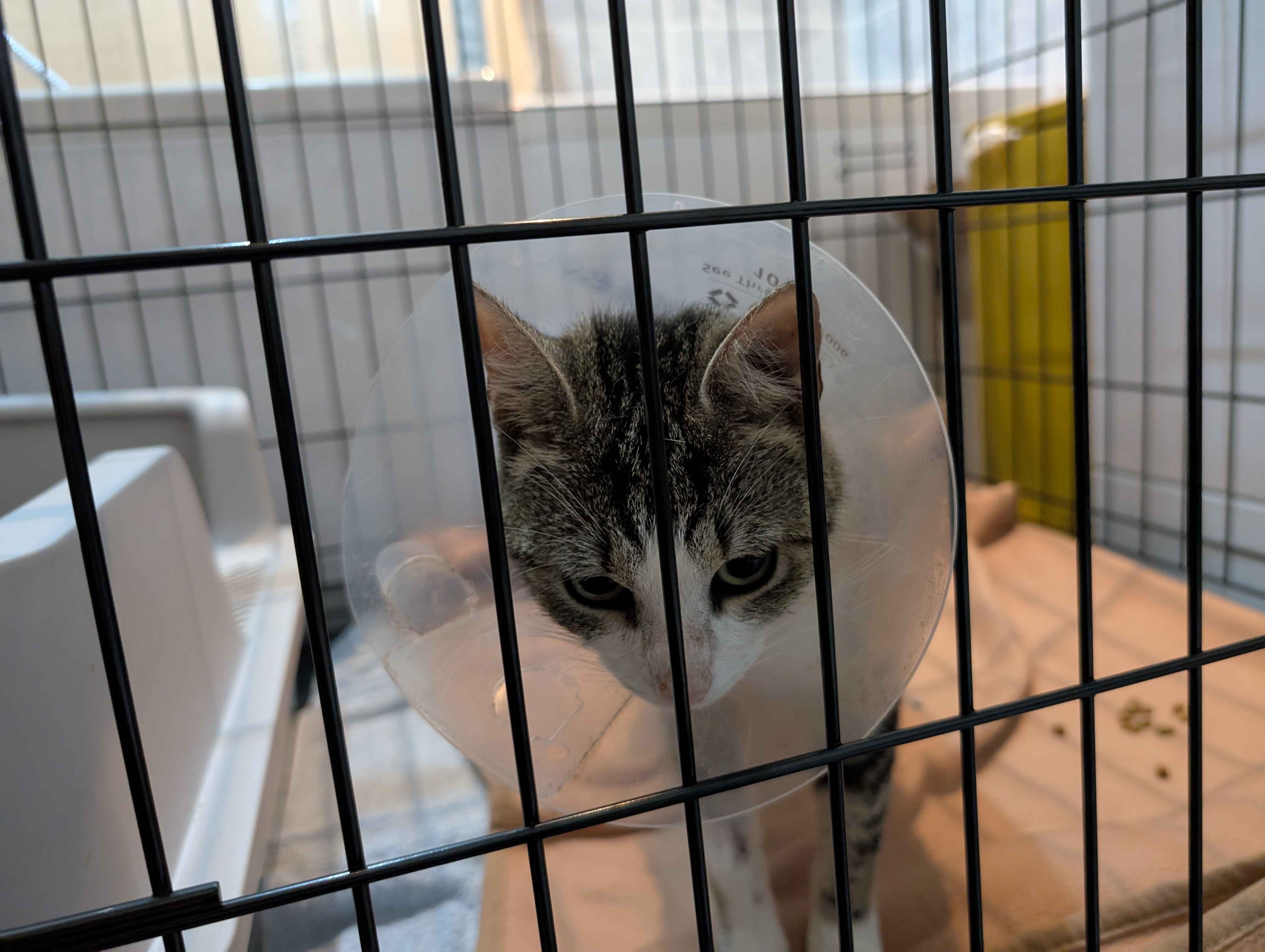 Please Help Pay Friggs Vet Bills campaign photo, 2 of 8