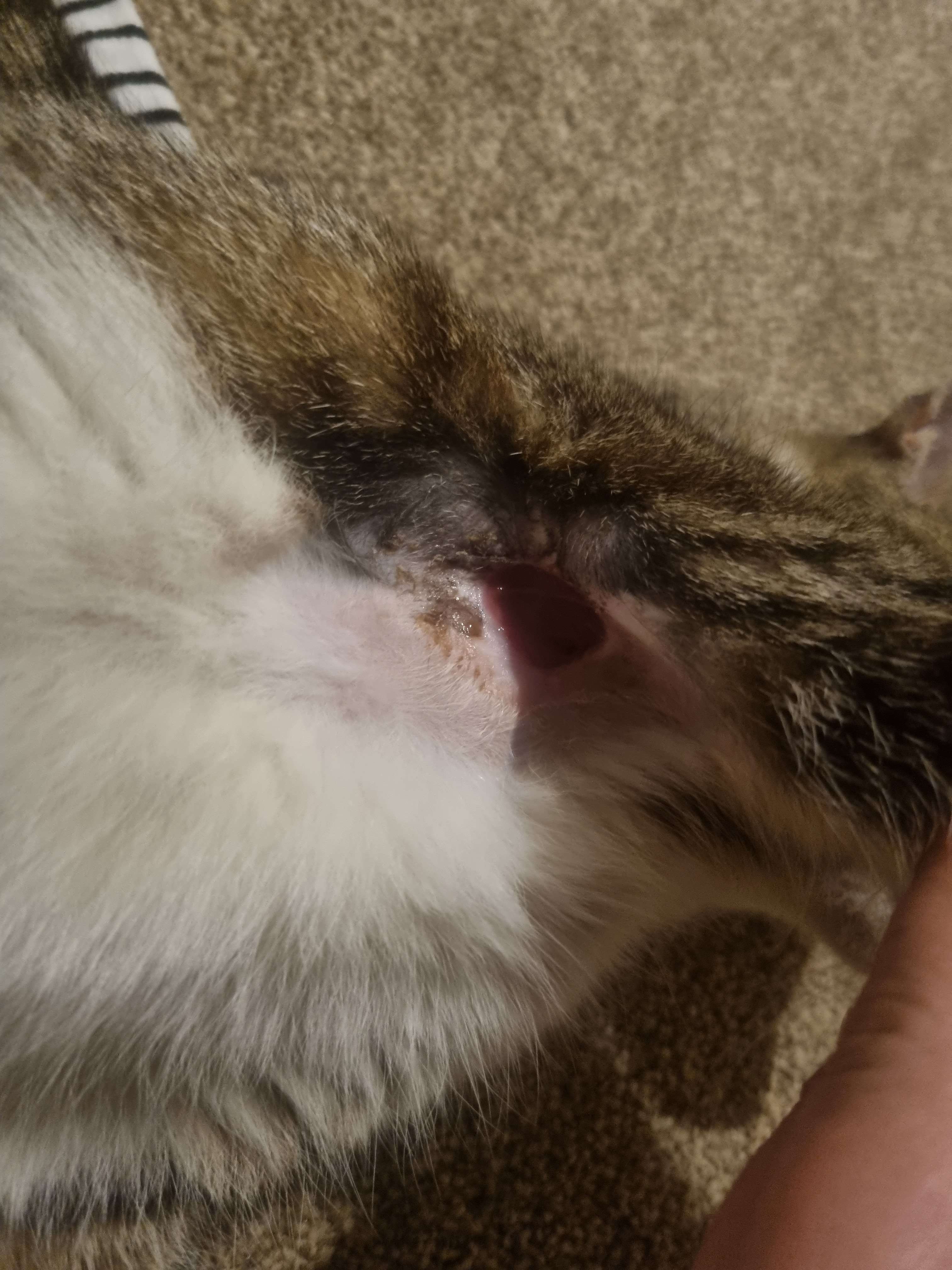 Please Help Pay Friggs Vet Bills campaign photo, 6 of 8