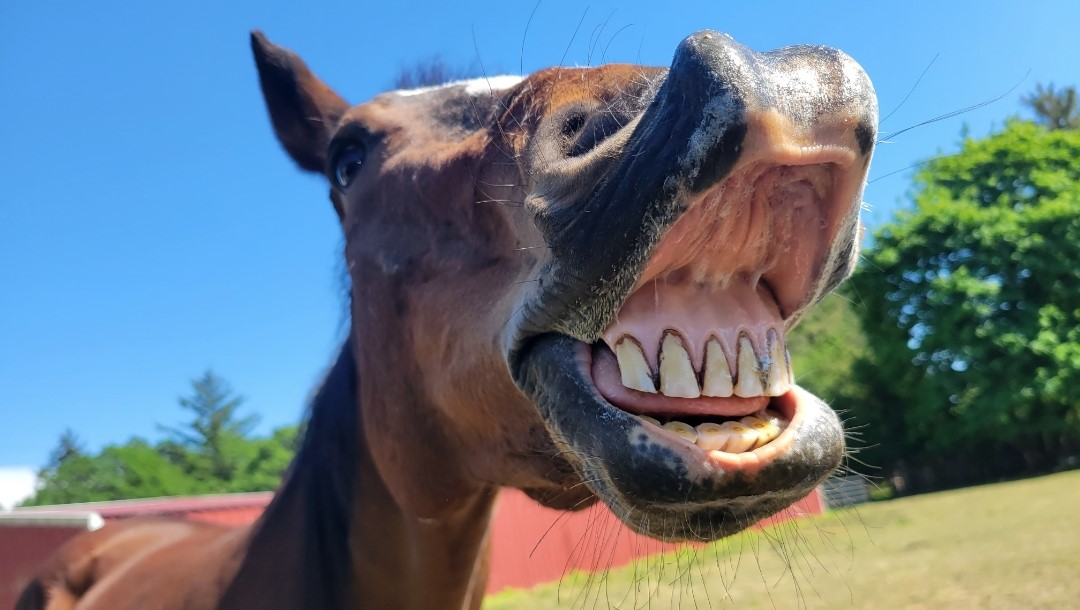 Farrier Care for Our Horses photo