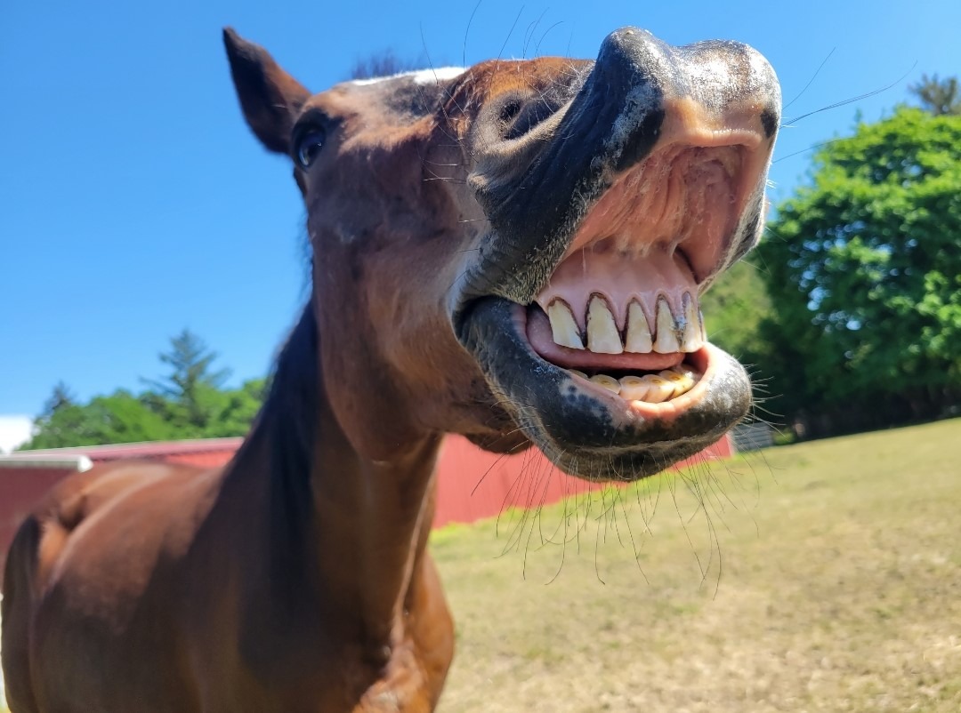 Farrier Care for Our Horses campaign photo, 2 of 4