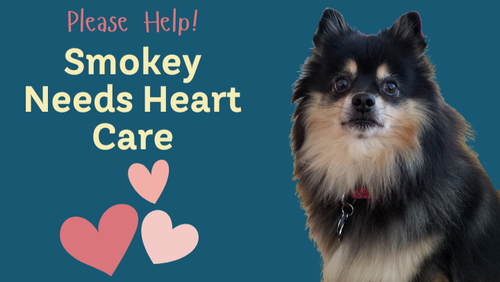 Please Help! Smokey Needs Heart Care