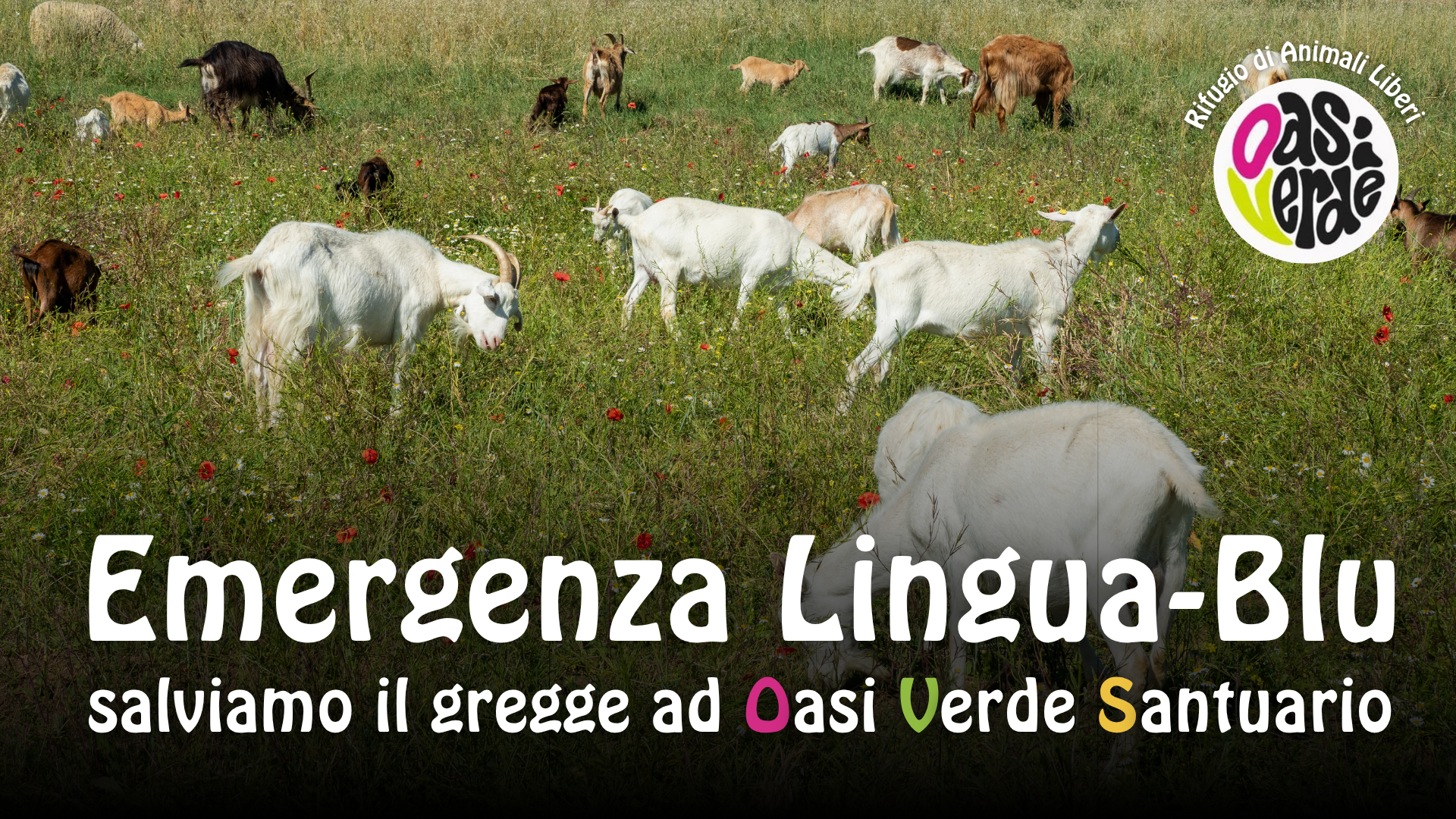 EMERGENZA LINGUA BLU campaign photo, 2 of 3