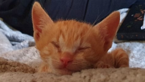 Cumi is in need of epilepsy treatment! photo