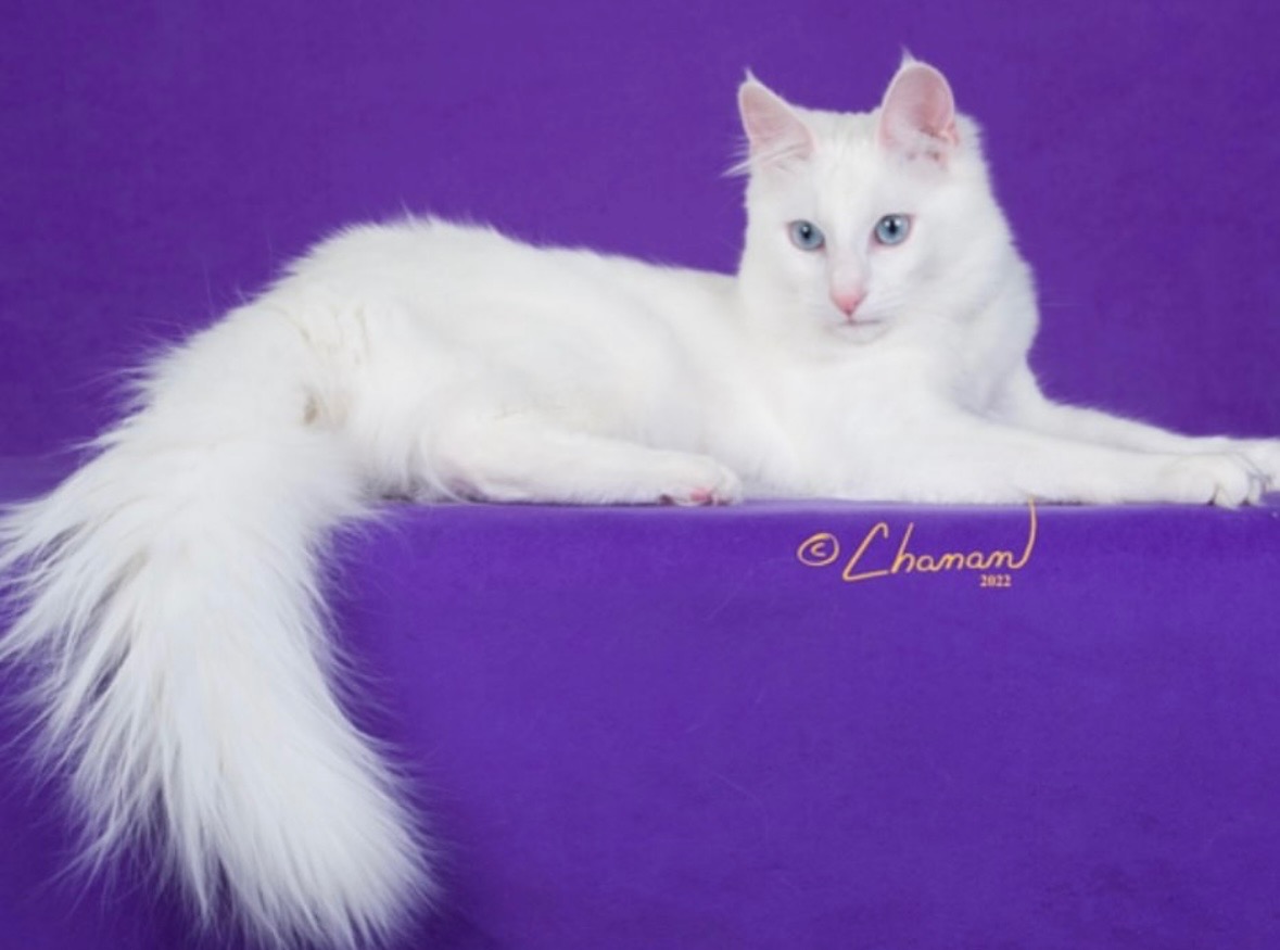 User-uploaded image 1