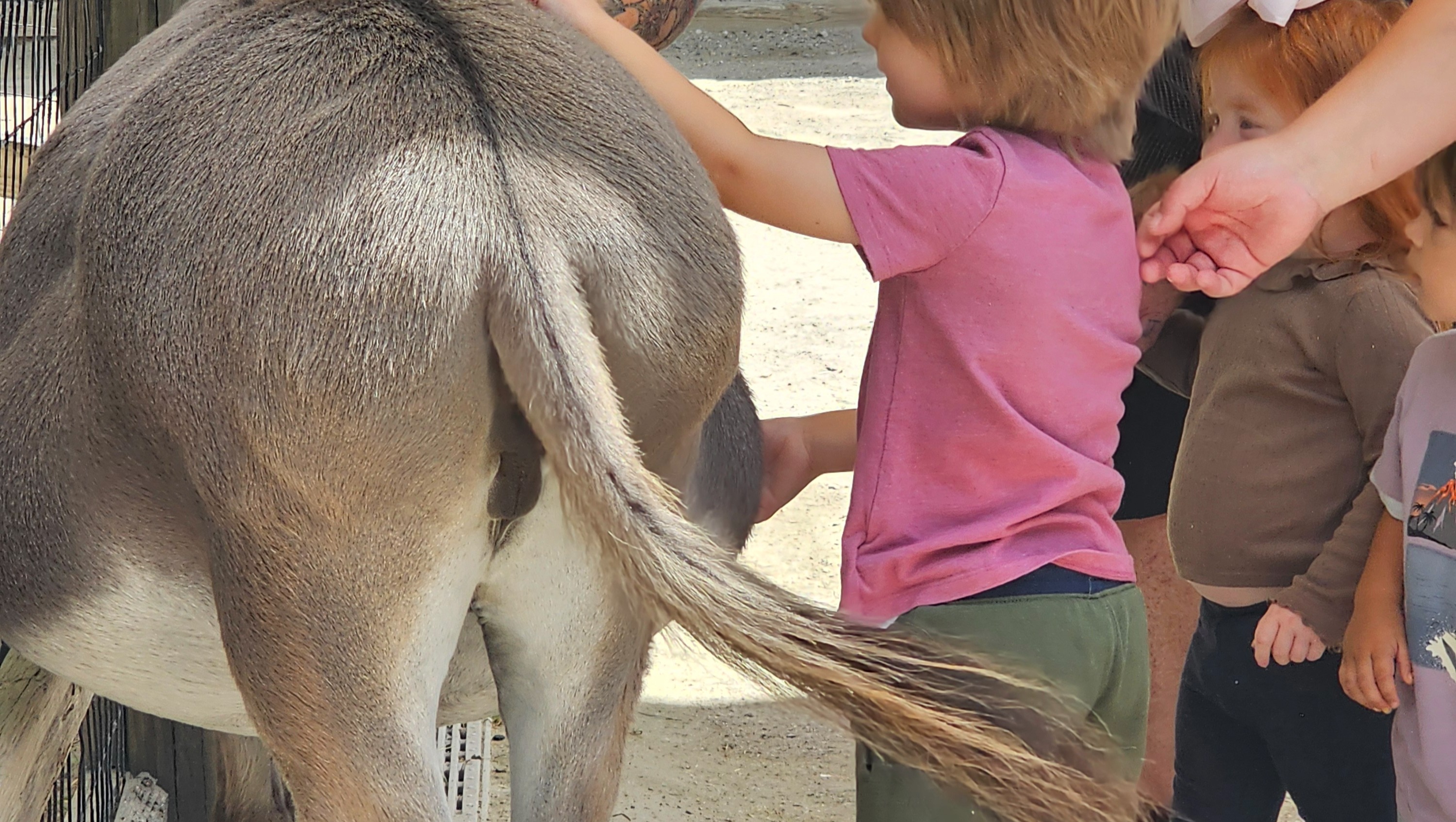 Help me with my dream! photo