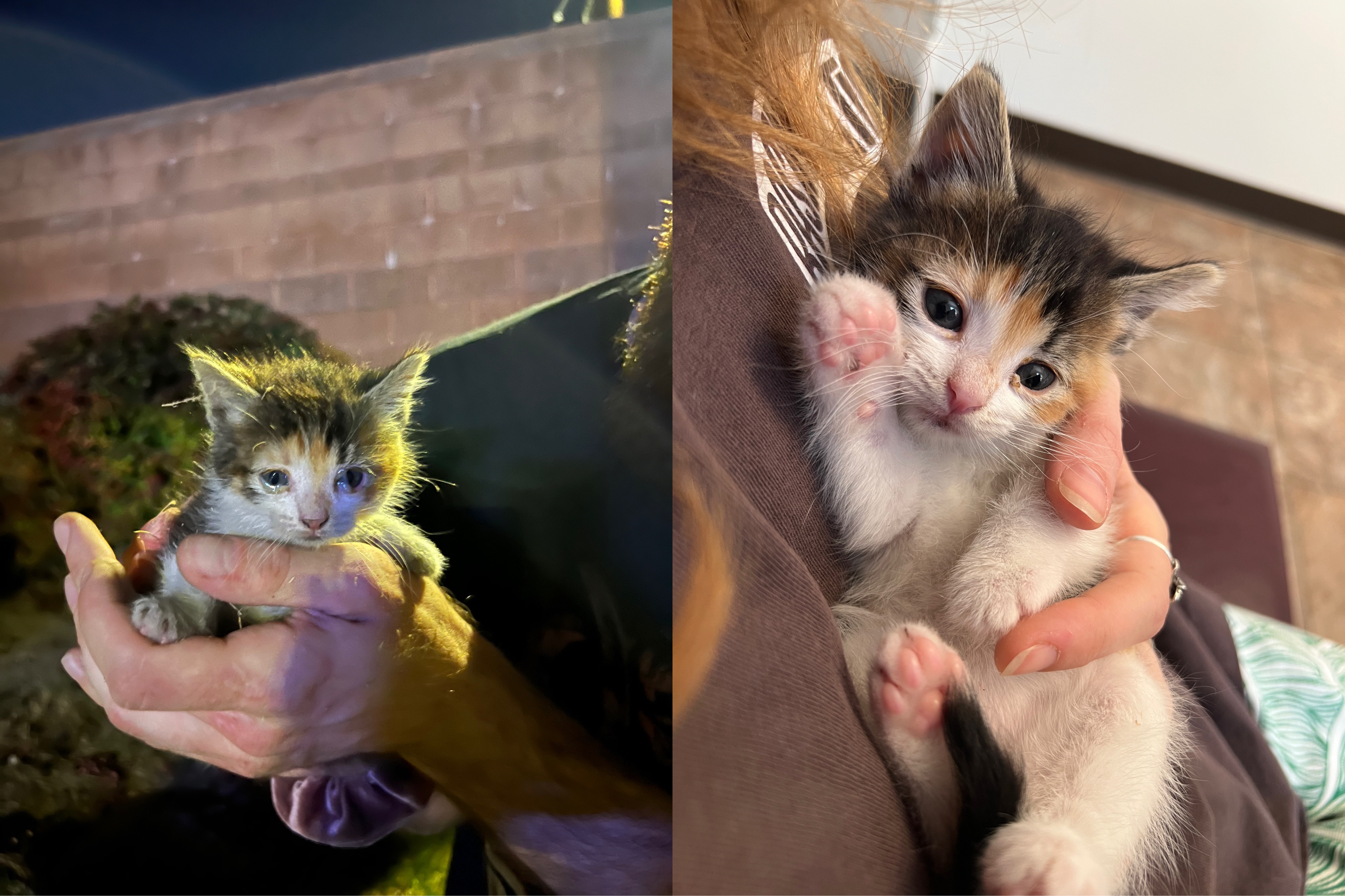 Help Piper the Pipe Kitten Get Medical Care campaign photo, 5 of 6