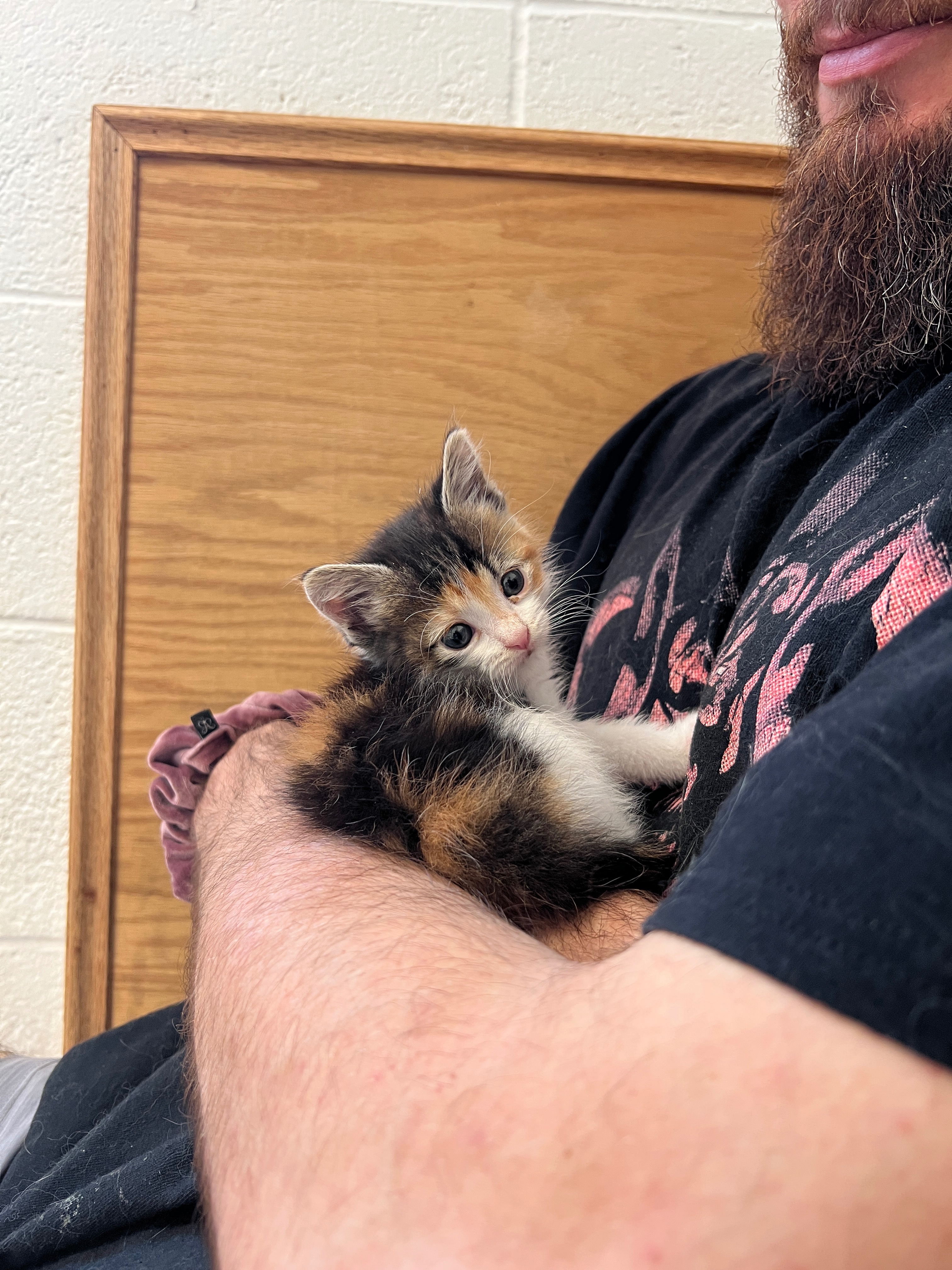 Help Piper the Pipe Kitten Get Medical Care campaign photo, 2 of 6