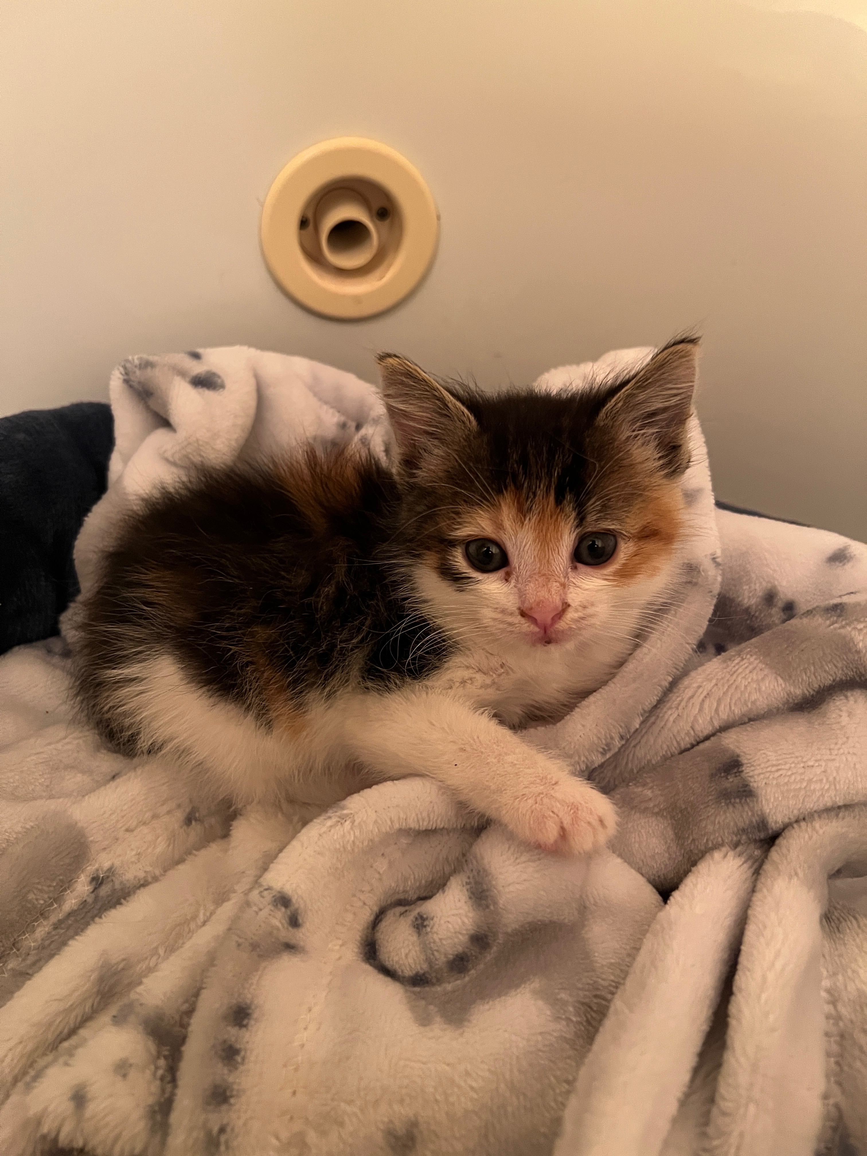 Help Piper the Pipe Kitten Get Medical Care campaign photo, 4 of 6