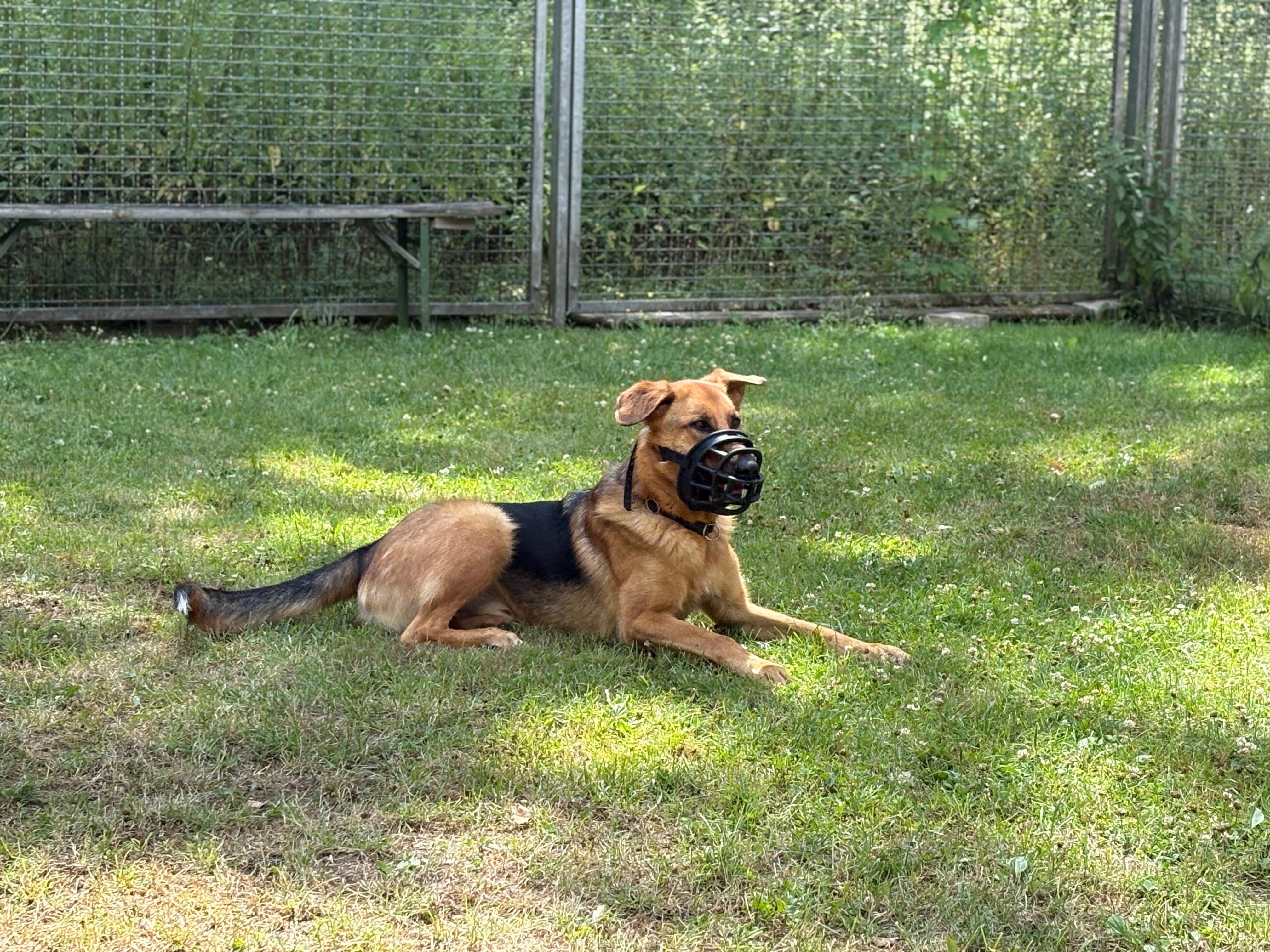 Maulkörbe für mehr Sicherheit, Vertrauen und Zukunft! campaign photo, 4 of 8