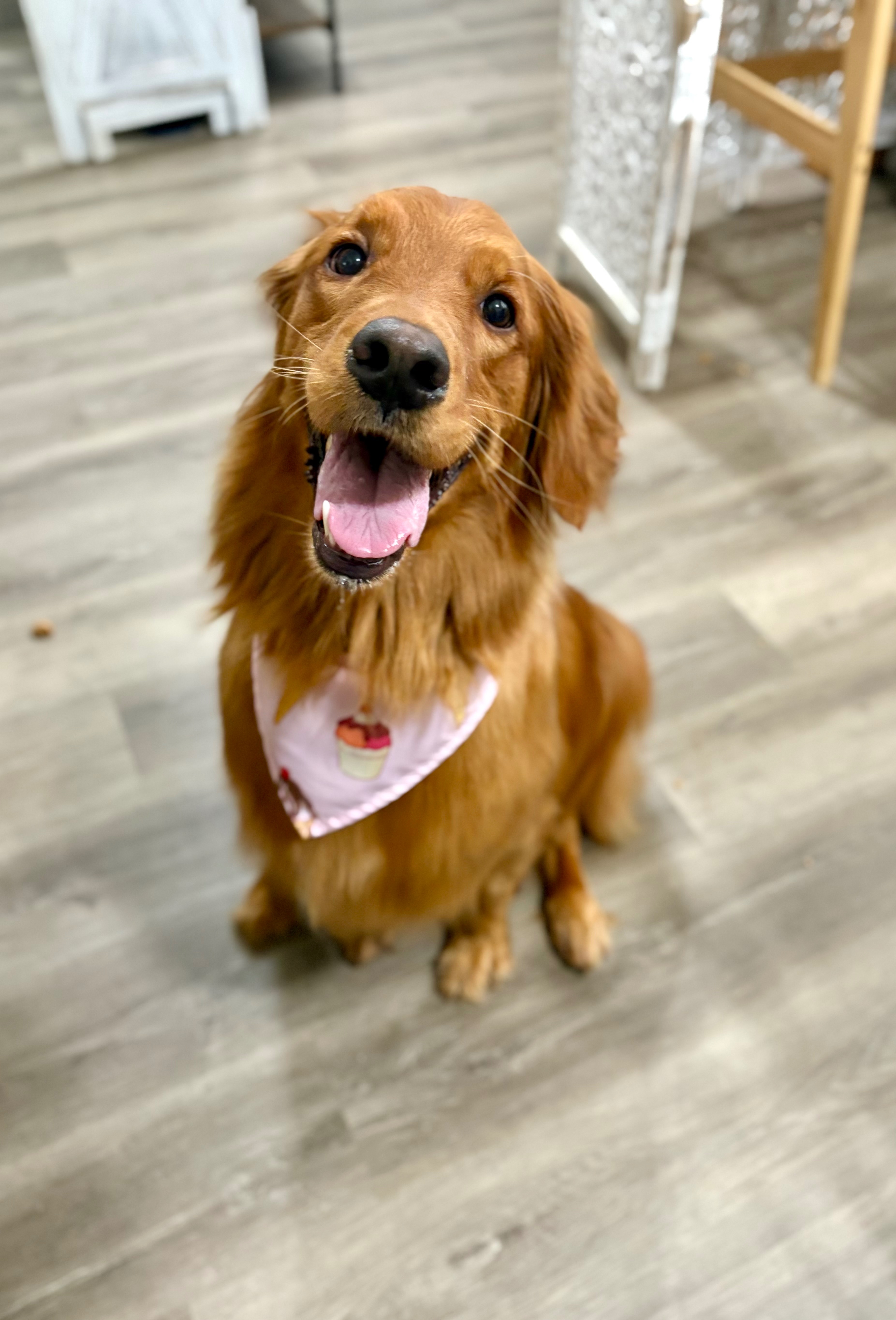 Surgery Fund for Molly's ACL Recovery campaign photo, 2 of 4