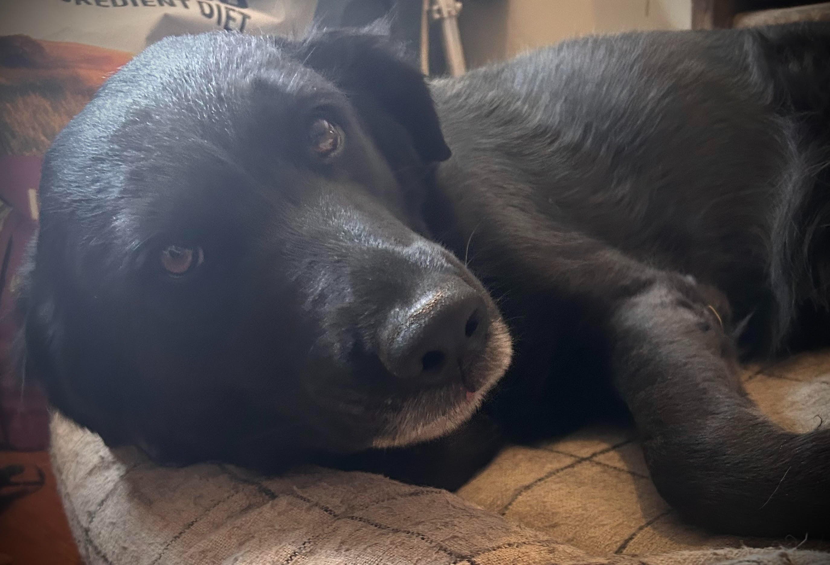 Donate to Luisa's Lifesaving Surgery and Recovery campaign photo, 7 of 8
