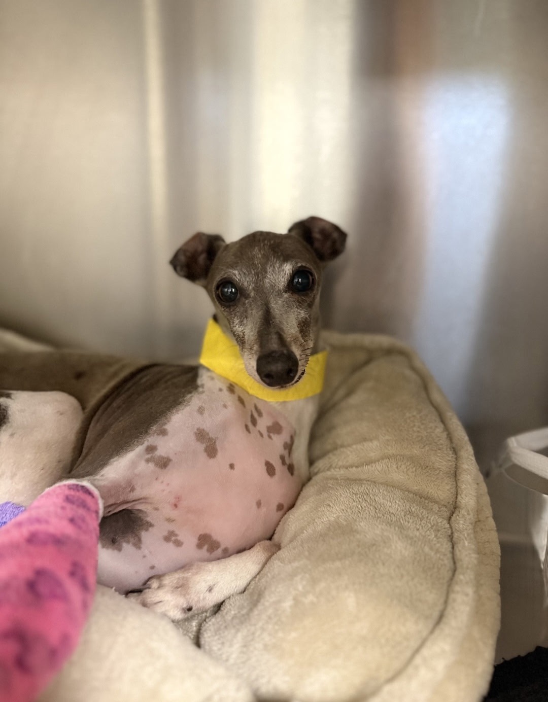 Mouse's Miracle: 10 Days on a Broken Leg campaign photo, 6 of 7