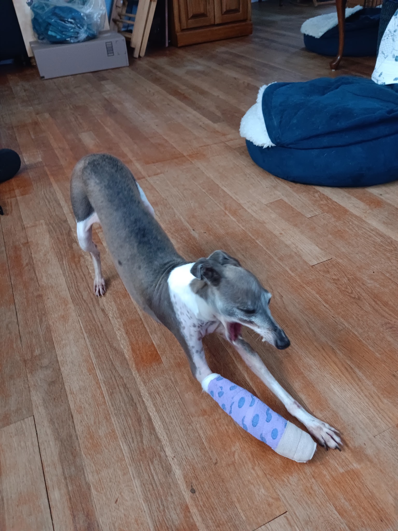 Mouse's Miracle: 10 Days on a Broken Leg campaign photo, 2 of 7