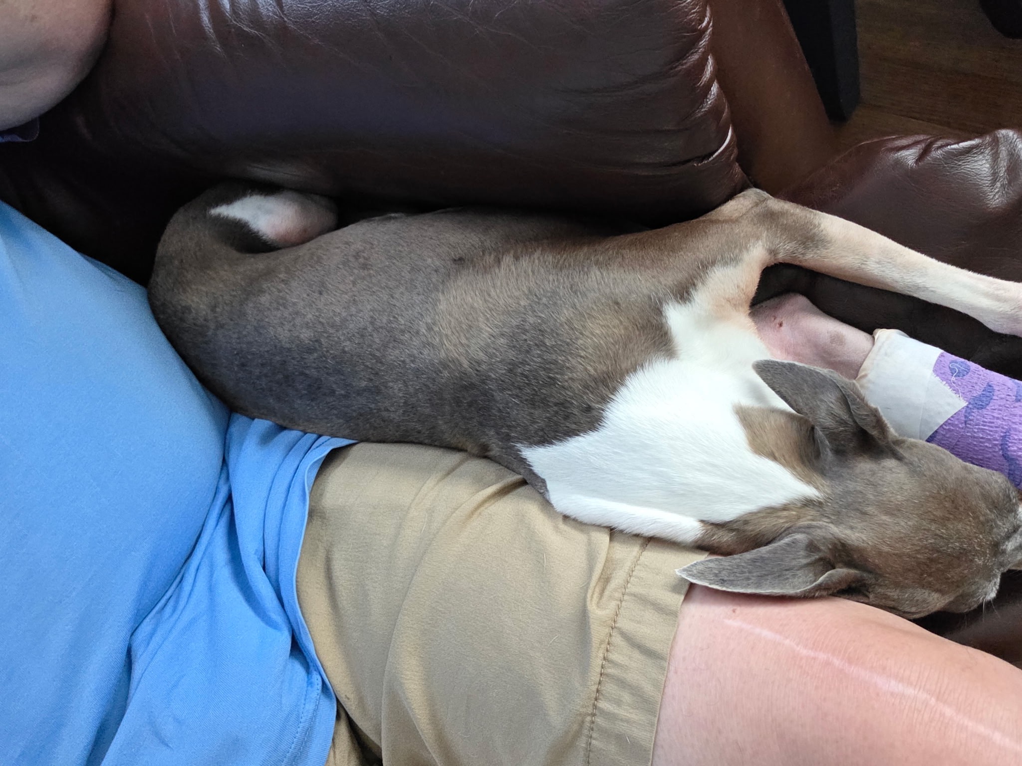 Mouse's Miracle: 10 Days on a Broken Leg campaign photo, 4 of 7