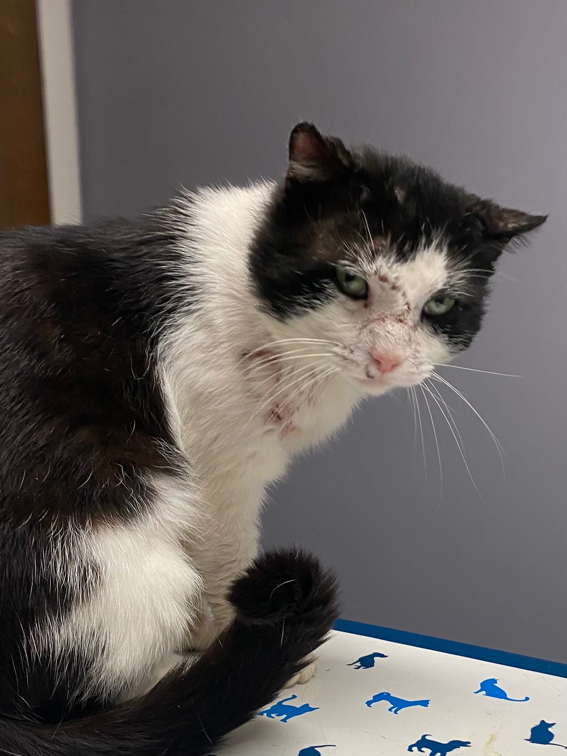 Donate to Kovu's Kitties: Give Cats a Second Chance campaign photo, 2 of 4