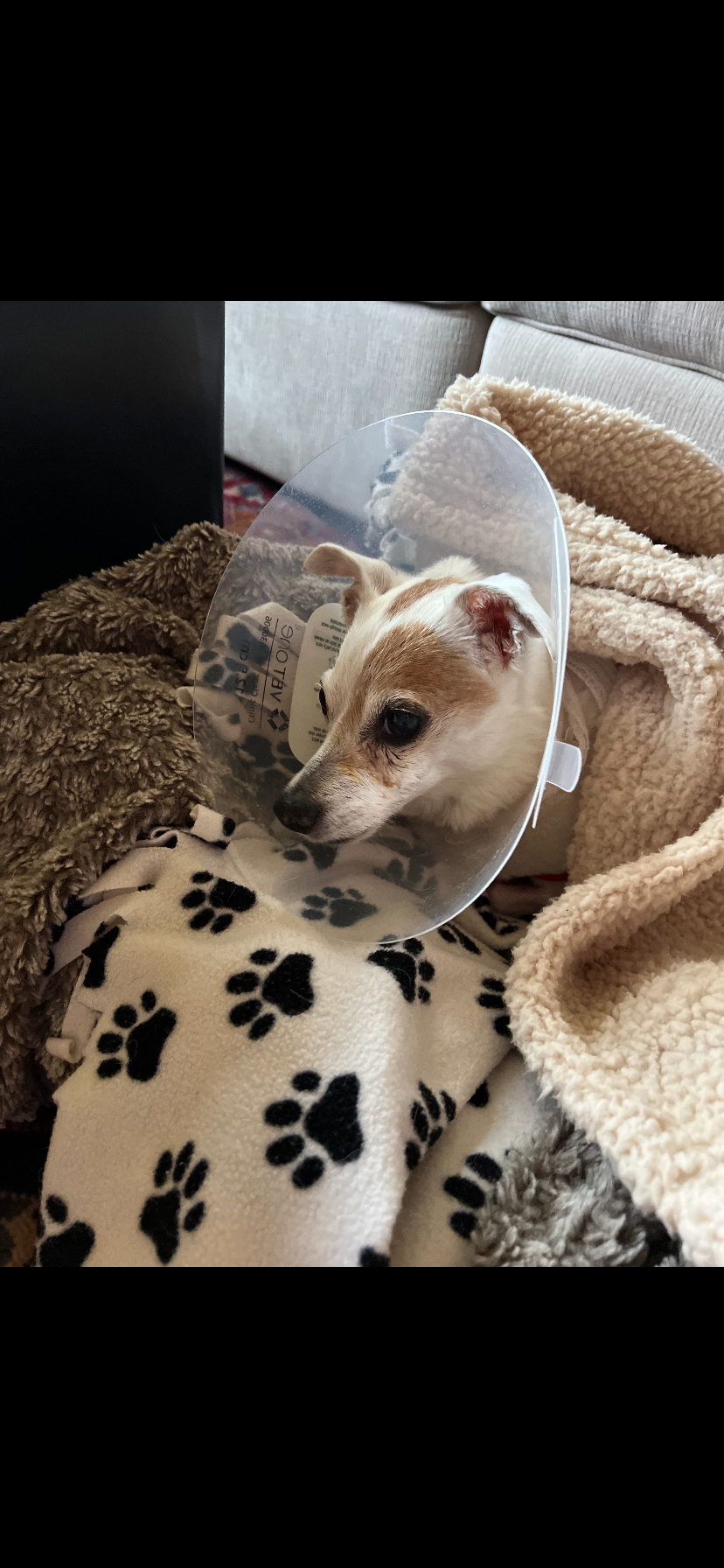 Support Jack's Emergency Surgery Fund campaign photo, 4 of 7