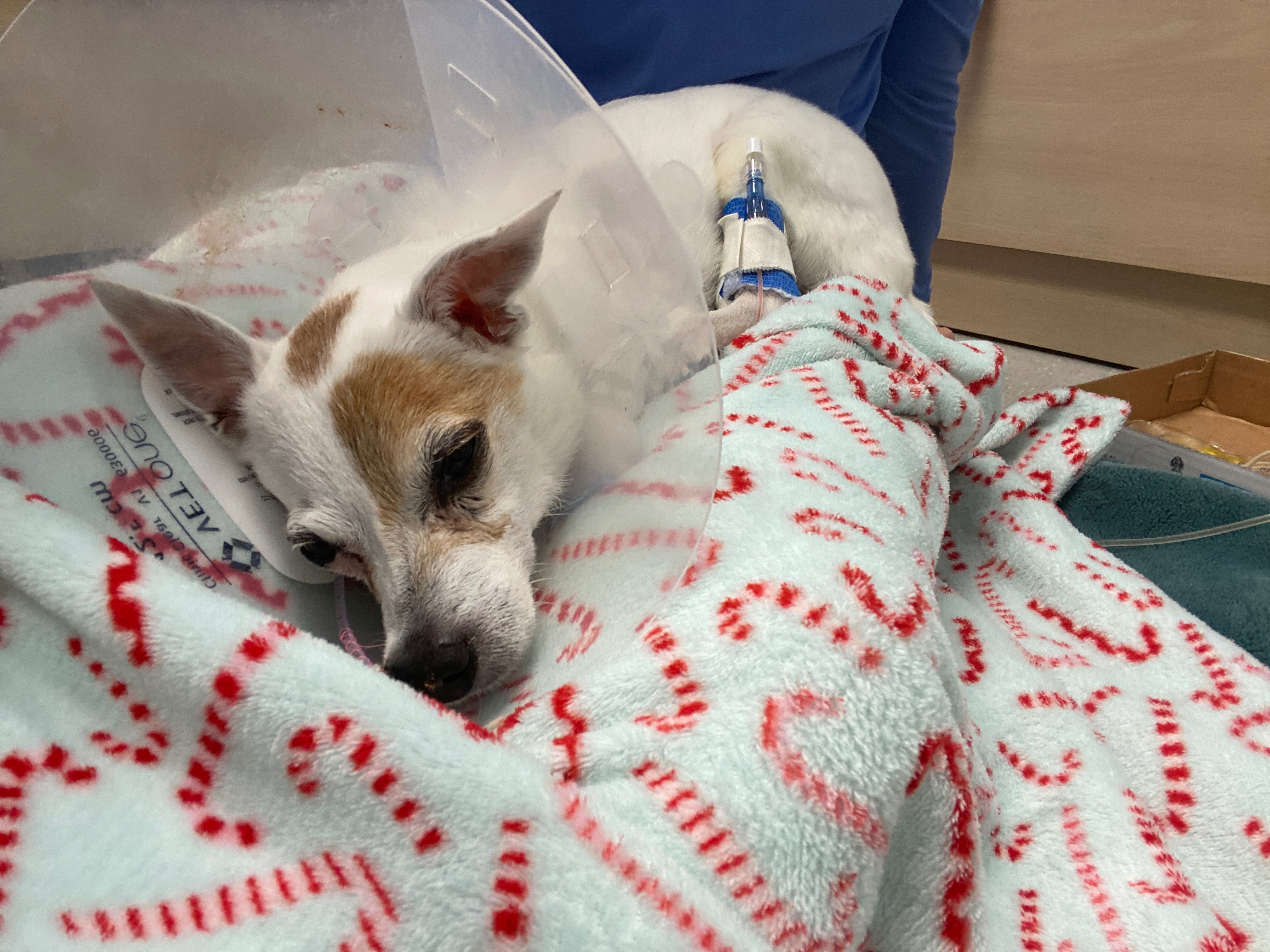 Support Jack's Emergency Surgery Fund campaign photo, 5 of 7