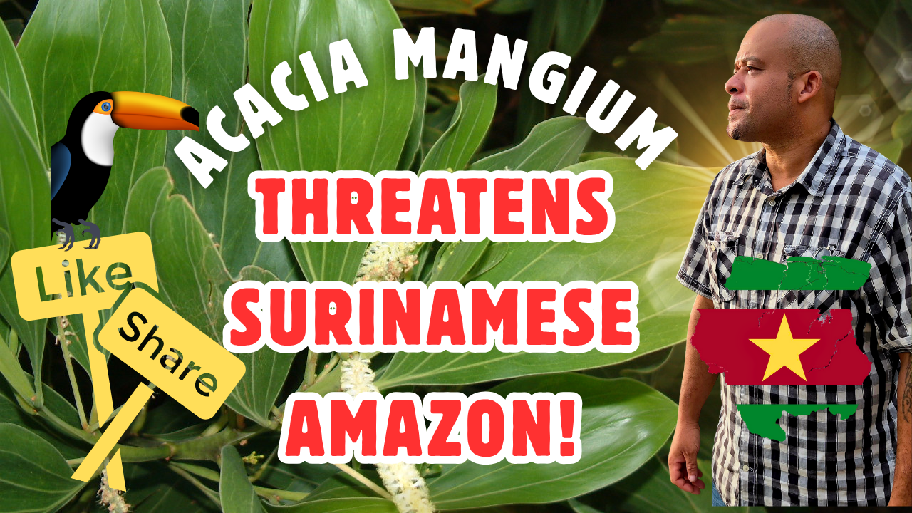 Save the Surinamese Amazon – Locals Need Your Help! campaign photo, 6 of 7