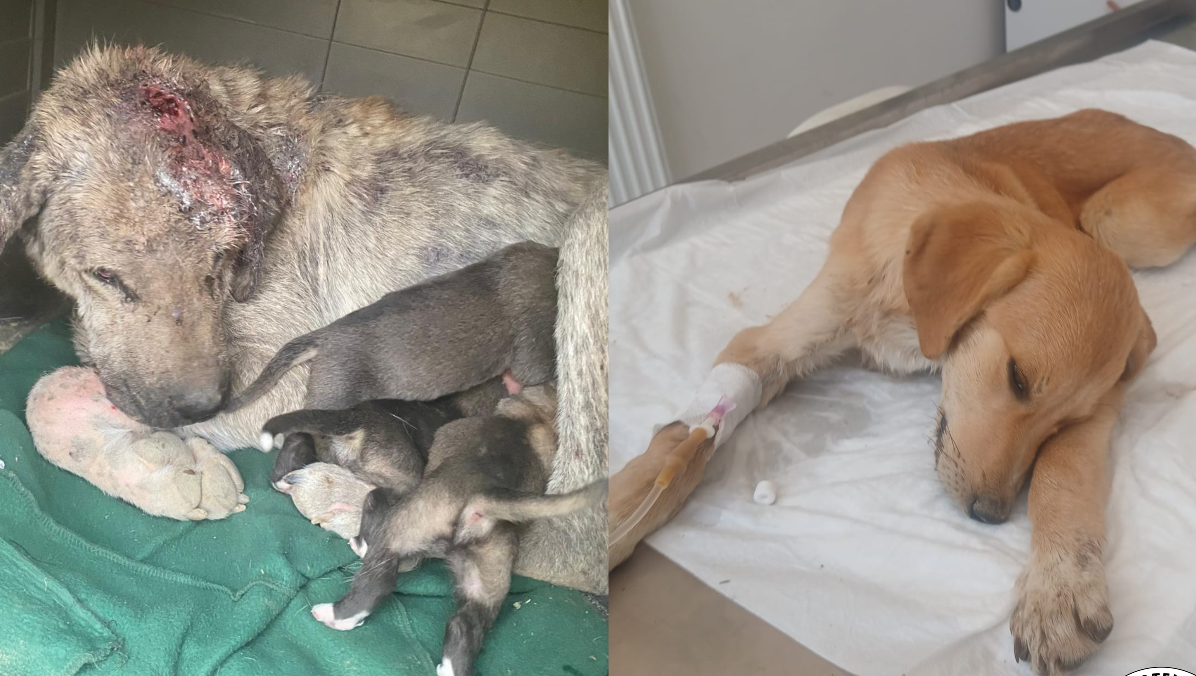 Spendeaktion für Tierhilfe Türkei - photo