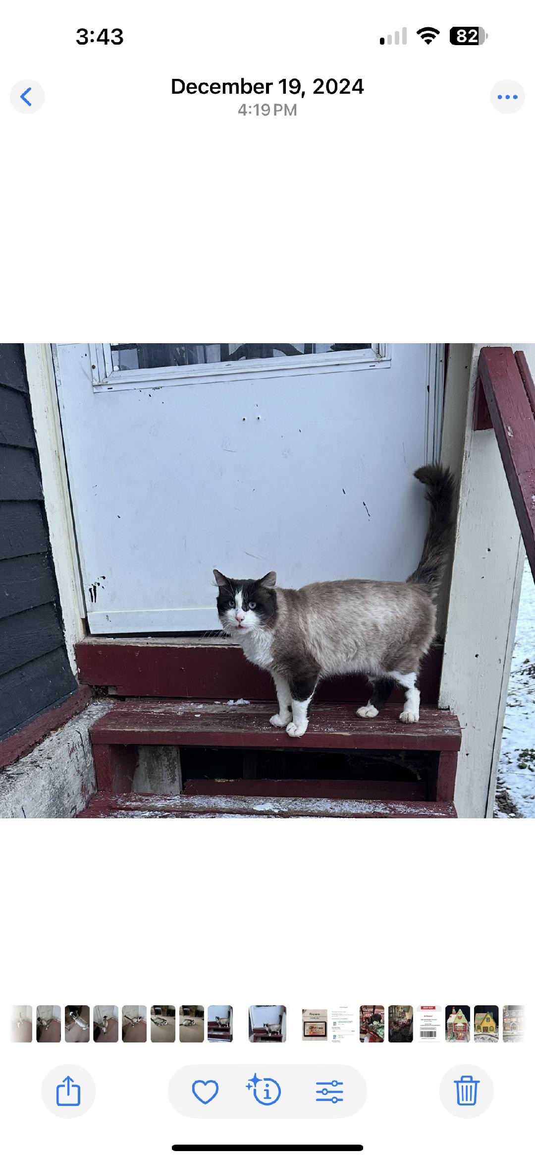 Special 4 Community Cats Neuter & Spay Fund campaign photo, 2 of 4