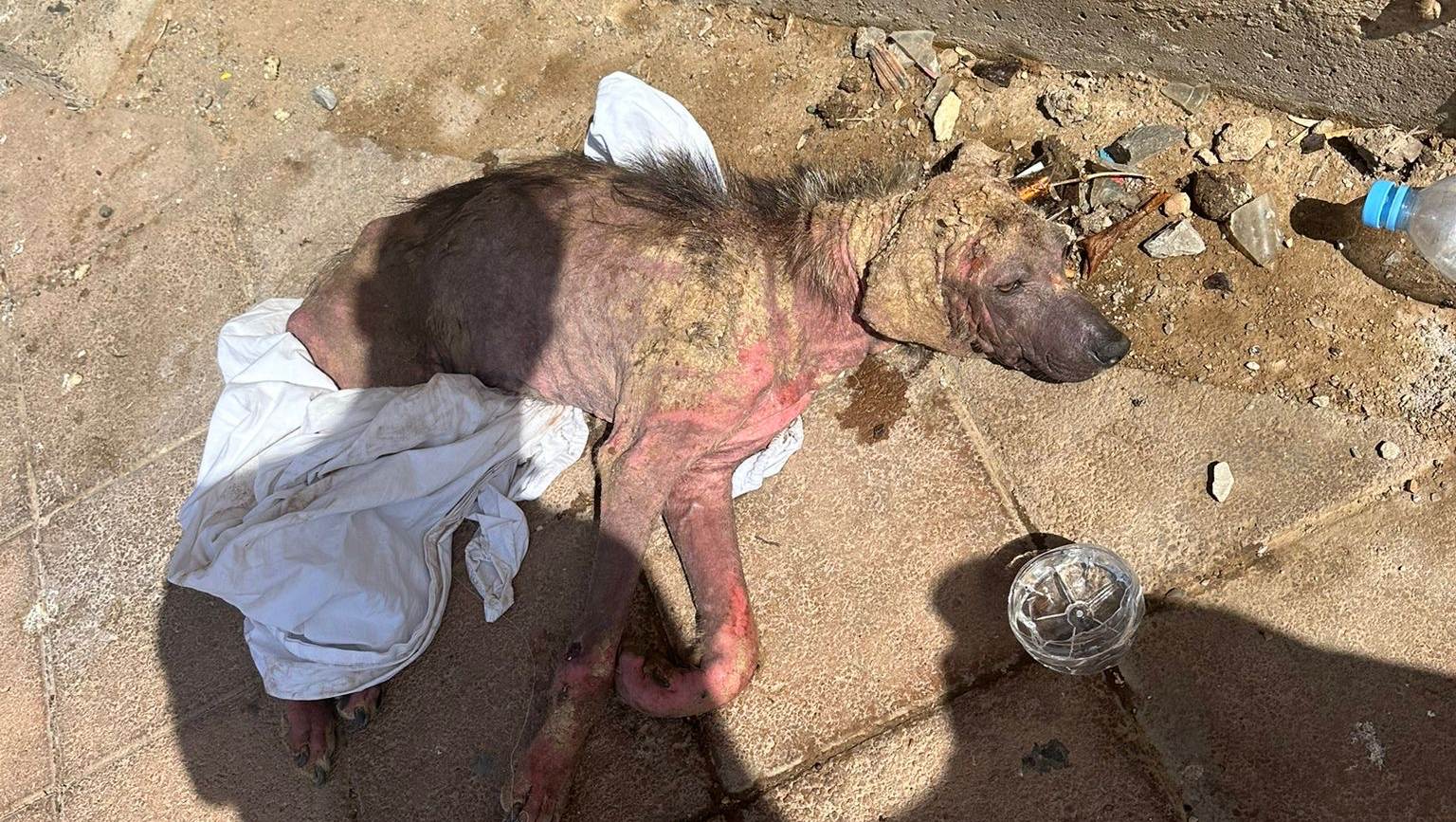 Together We Can Give Her the Life She Deserves