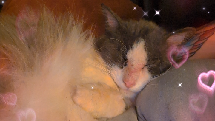 Thomas O'Malley: A Loving Farewell Fund photo