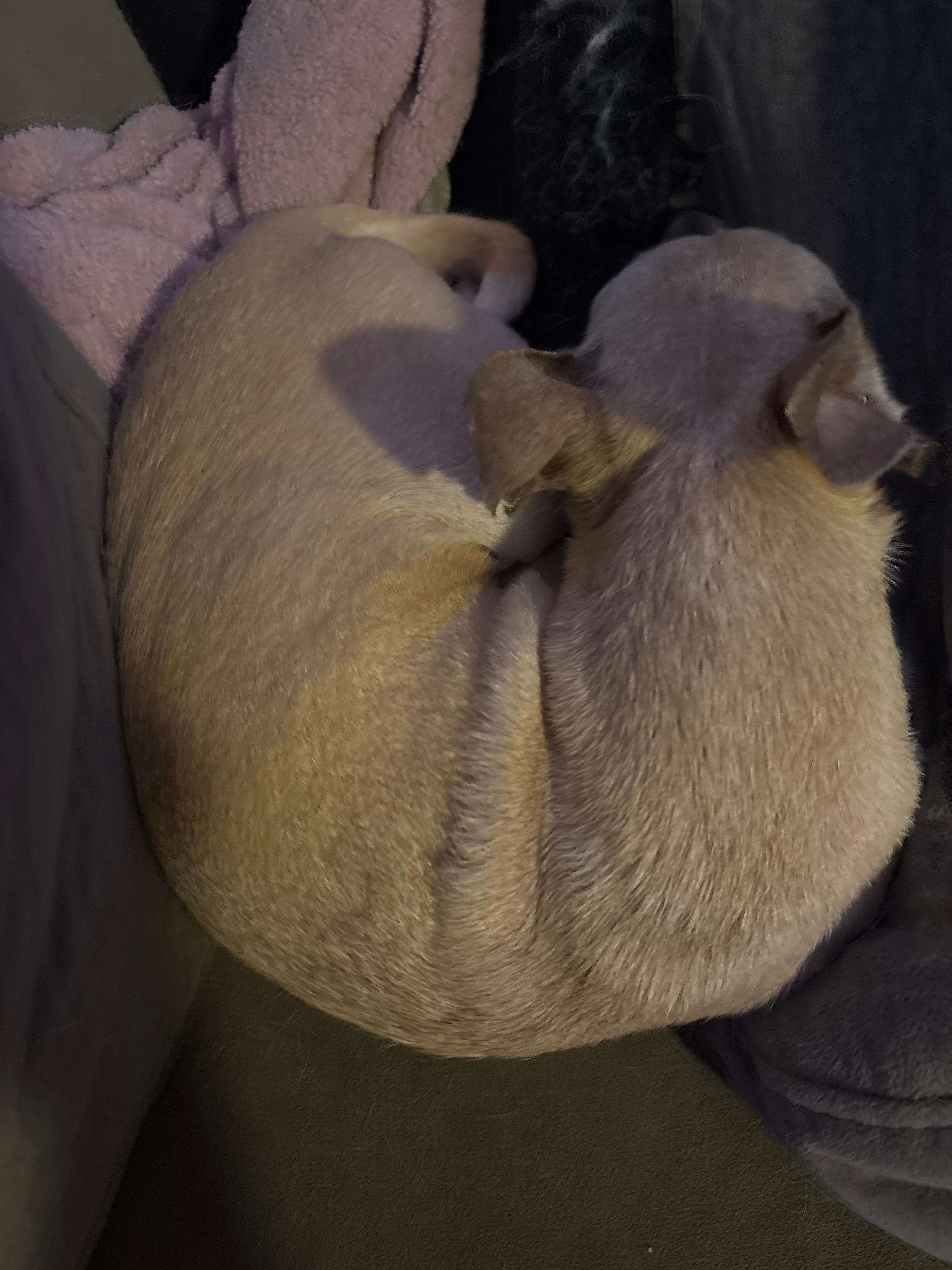 Help My 14-Year-Old Chihuahua Heal campaign photo, 4 of 5