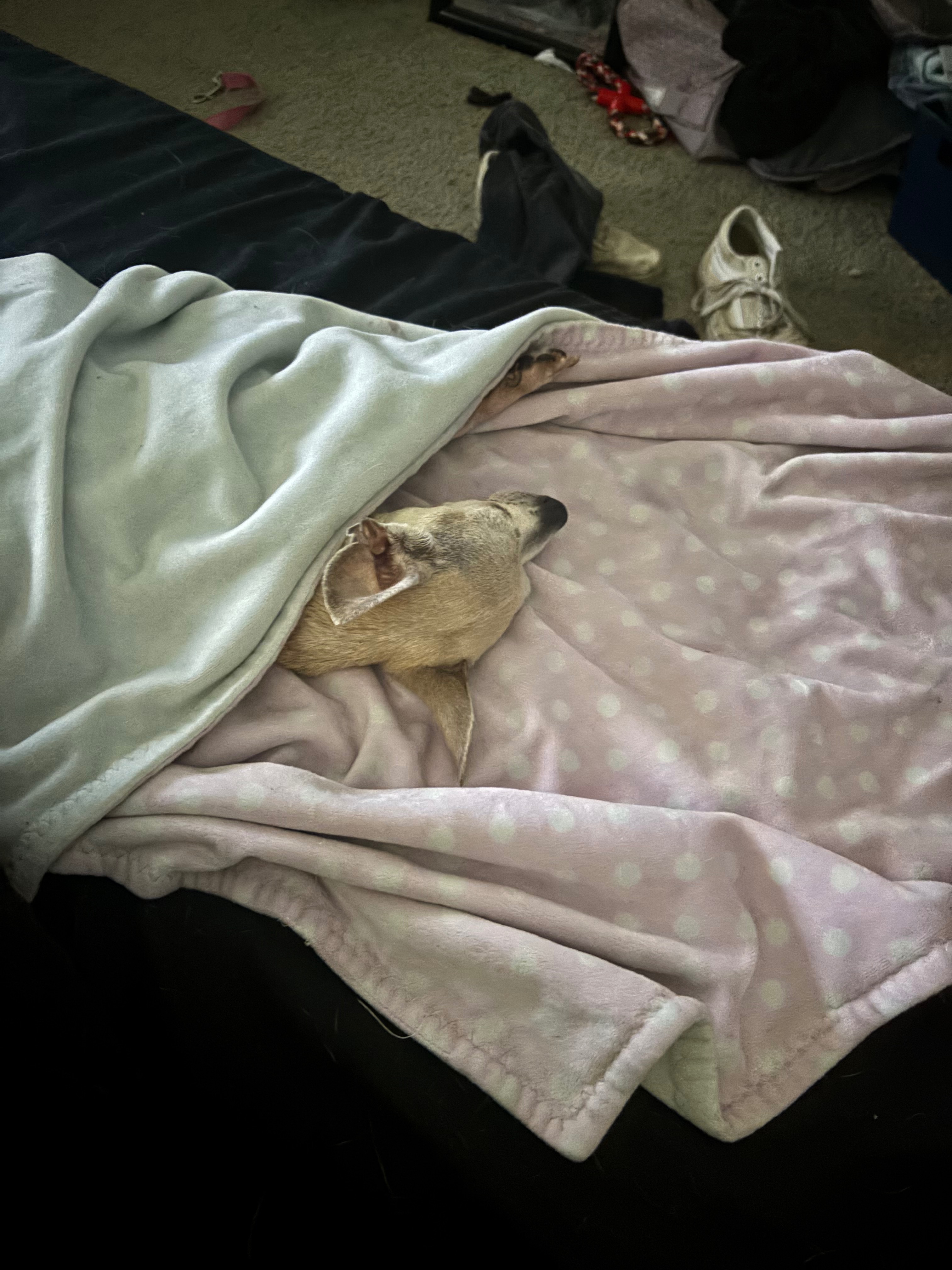Help My 14-Year-Old Chihuahua Heal campaign photo, 2 of 5