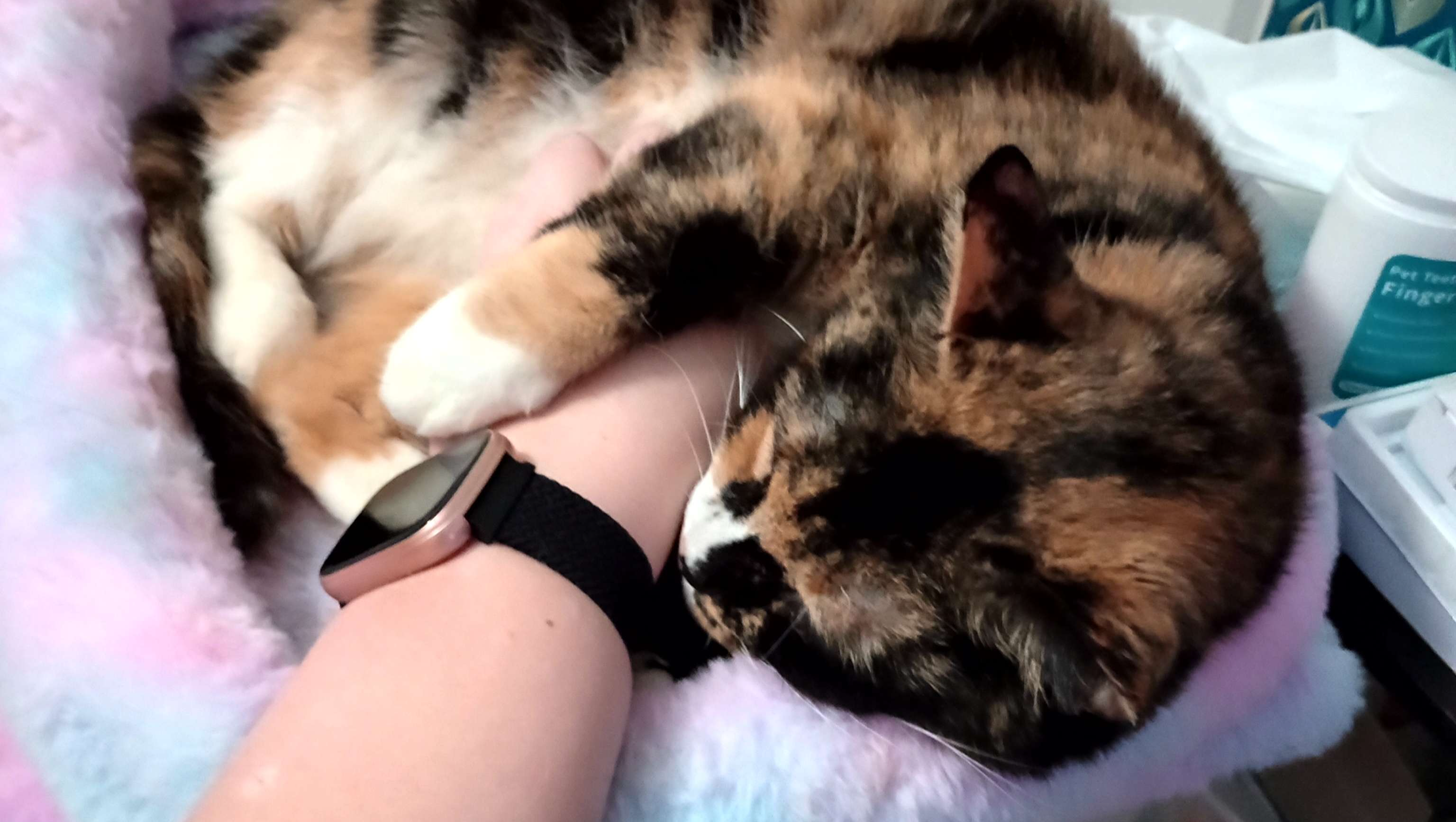 Save Sweet kitty Mia from Painful Gum Disease