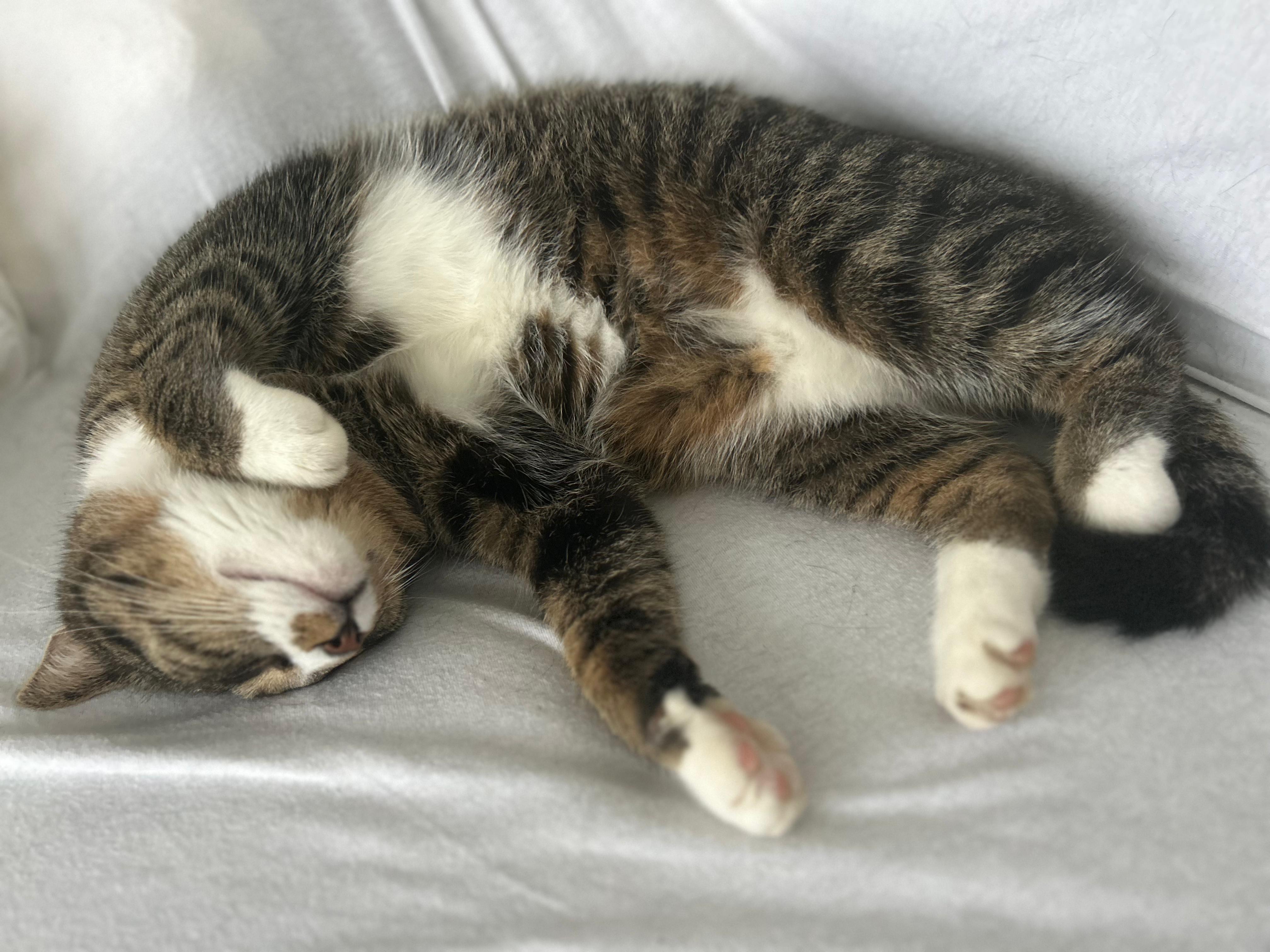 Jede Spende zählt - Unser Kater Findus kämpft gegen FIP campaign photo, 5 of 8