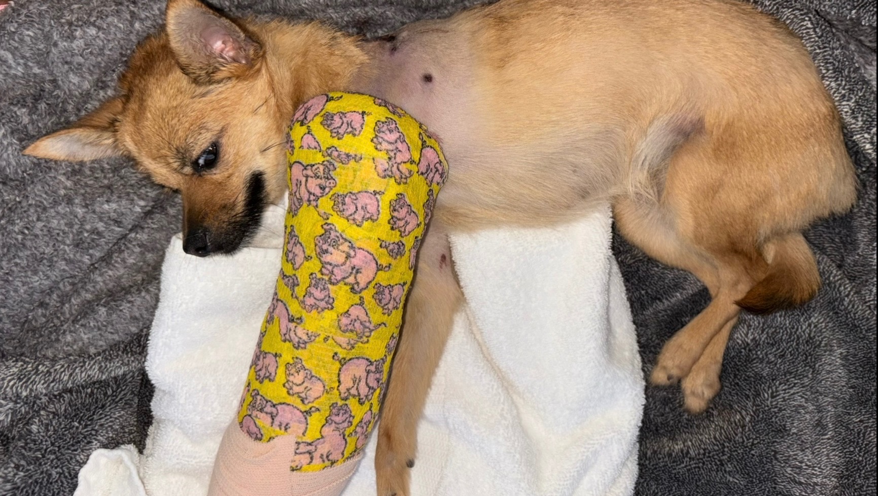 Urgent Help for Mocha's Broken Leg photo