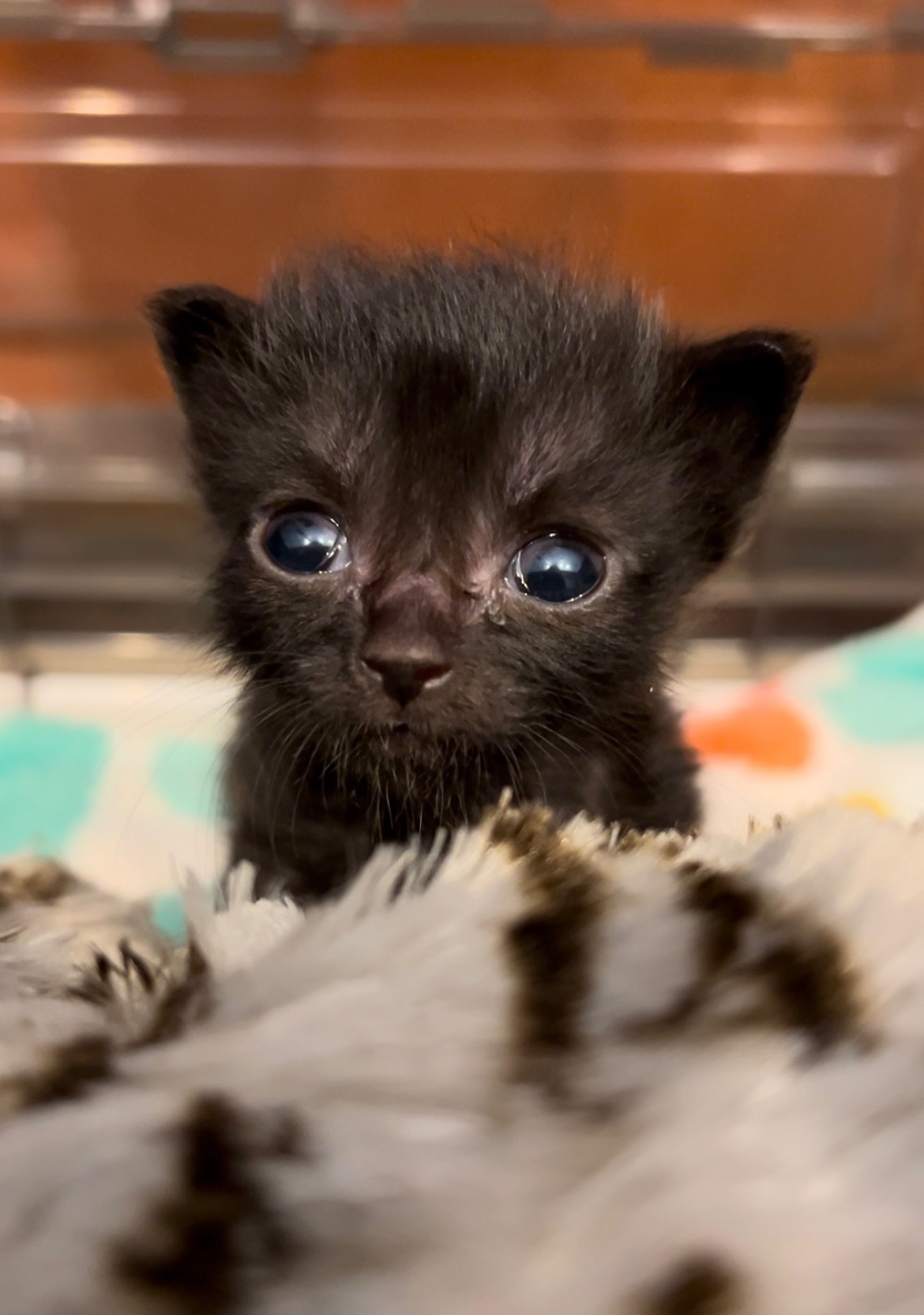 Help Save a Tiny Kitten's Life campaign photo, 4 of 5