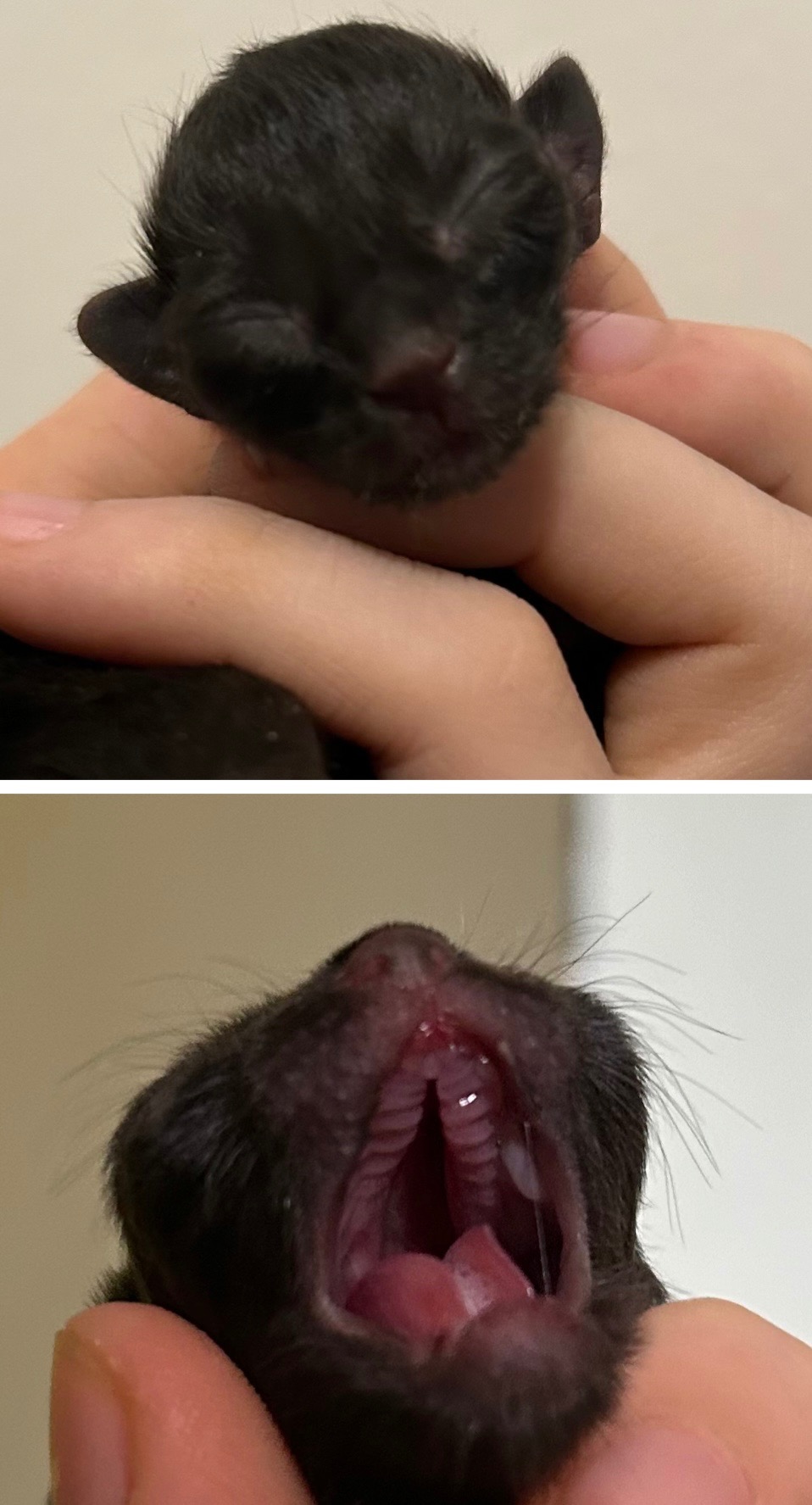 Help Save a Tiny Kitten's Life campaign photo, 2 of 5