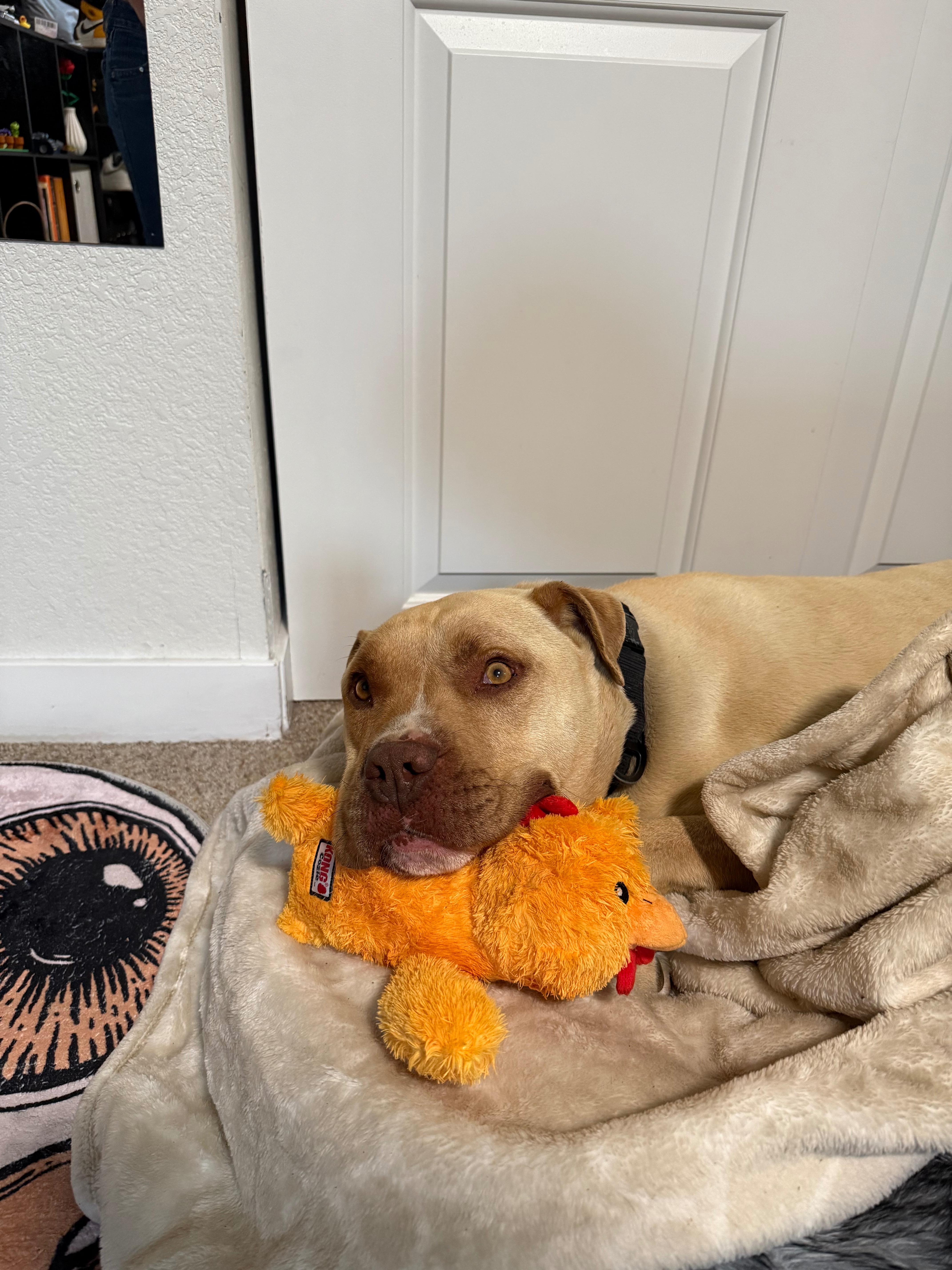 Canelo Needs Your Help campaign photo, 5 of 8
