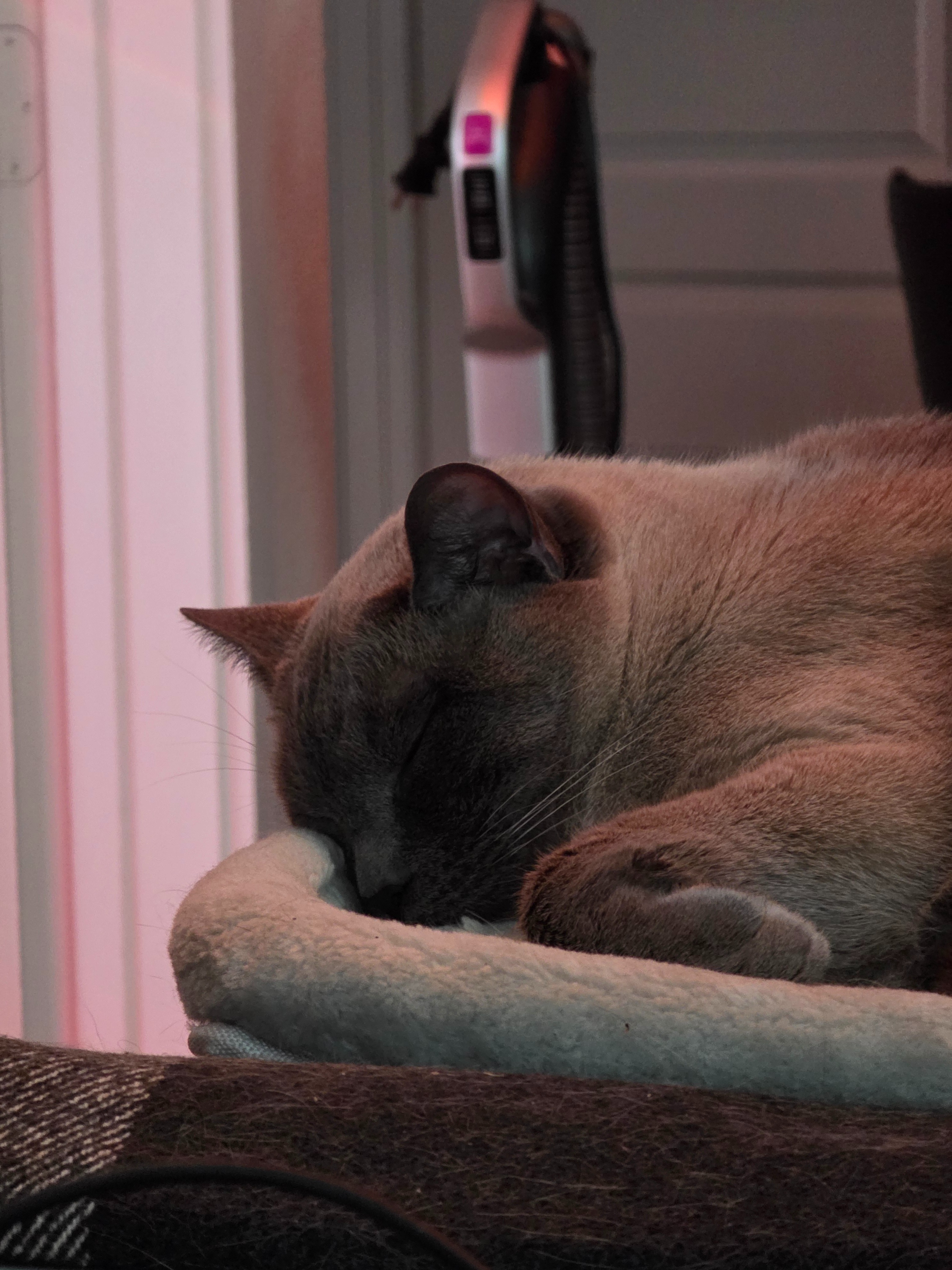 Support Emergency Care for Beloved Kitty campaign photo, 2 of 4