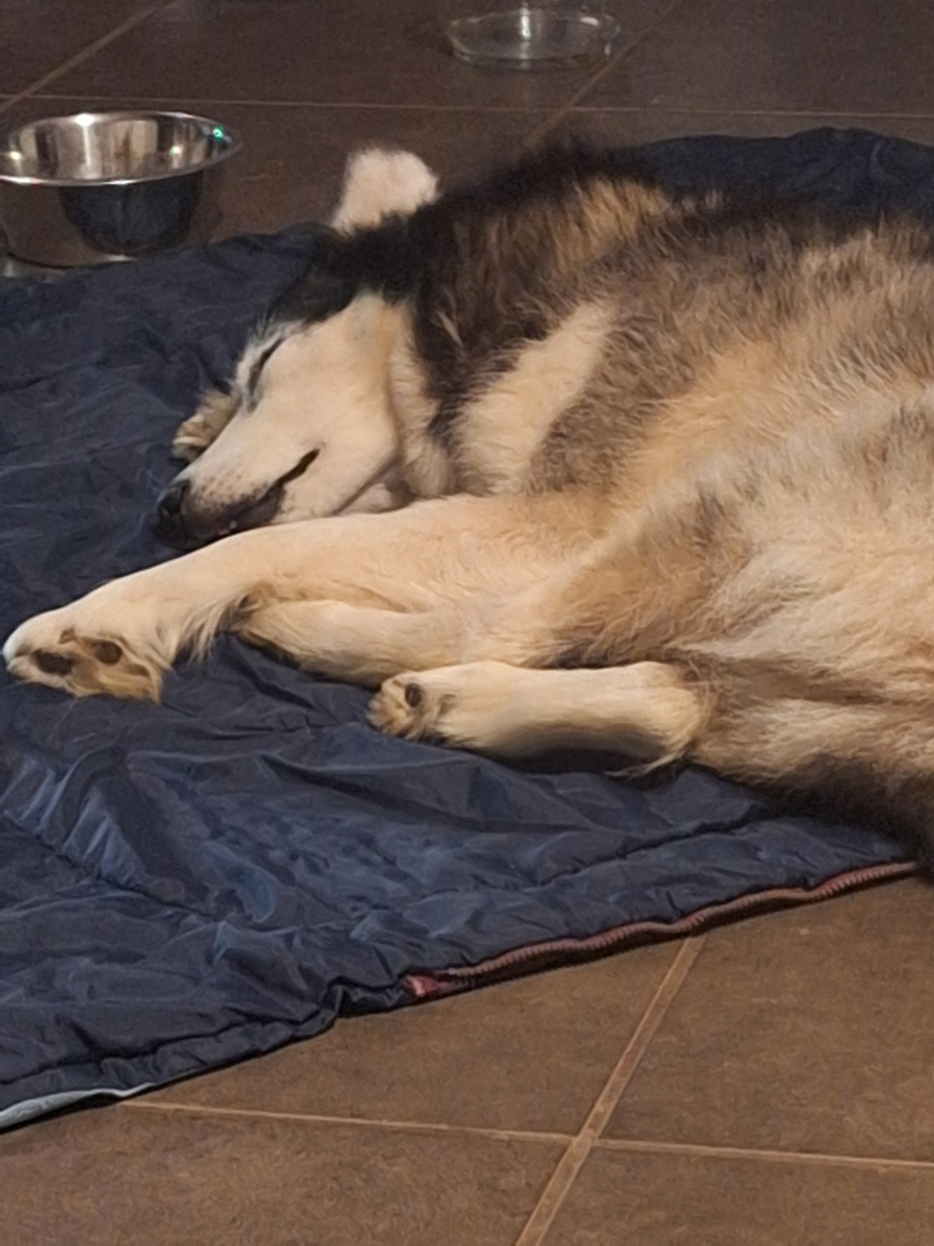 Donate to Frosty's Healing and Future Rescues campaign photo, 2 of 5