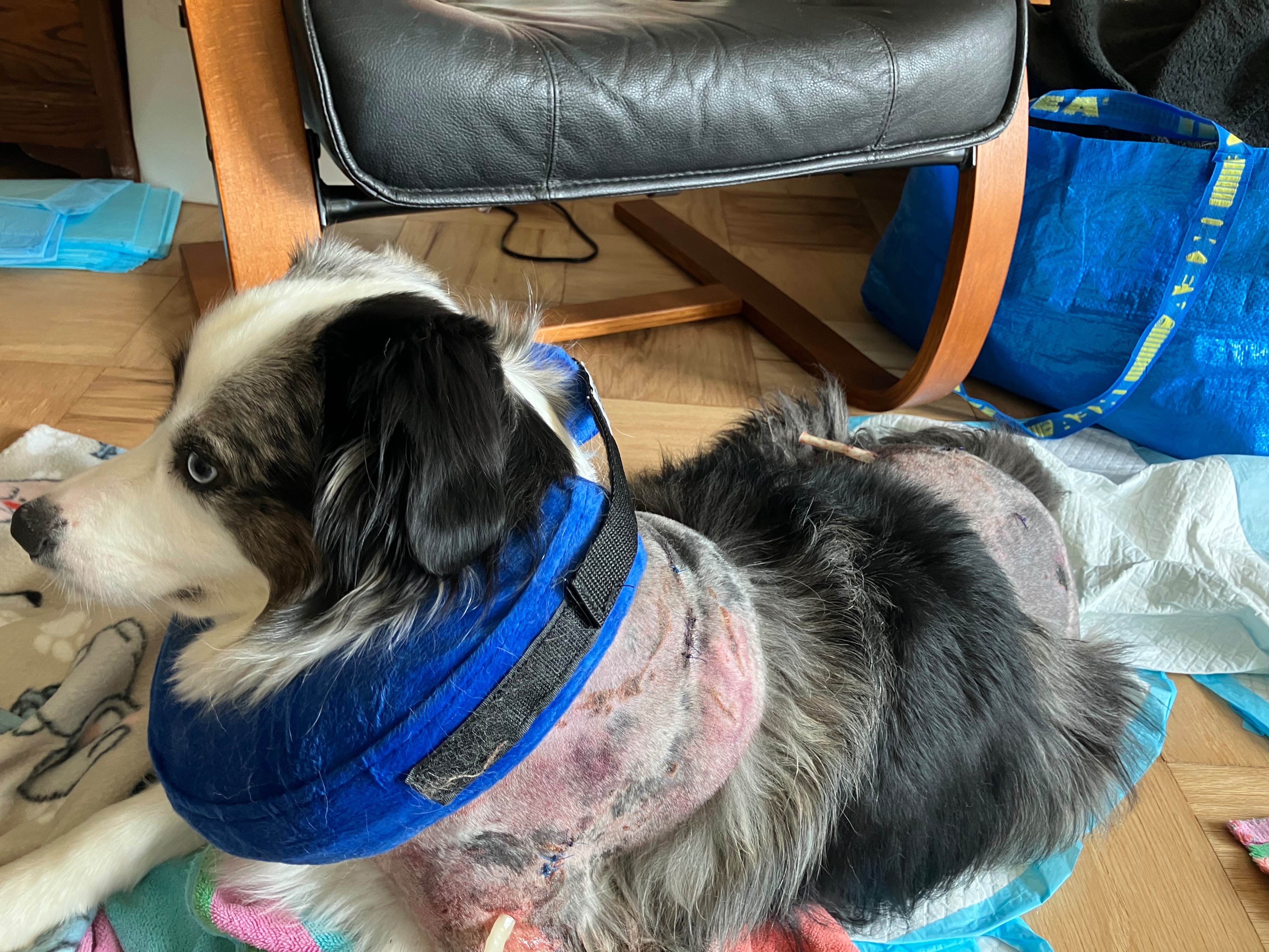 Give to Gail & Spud Medical Fund. 
Recover from Dog Attack campaign photo, 2 of 6
