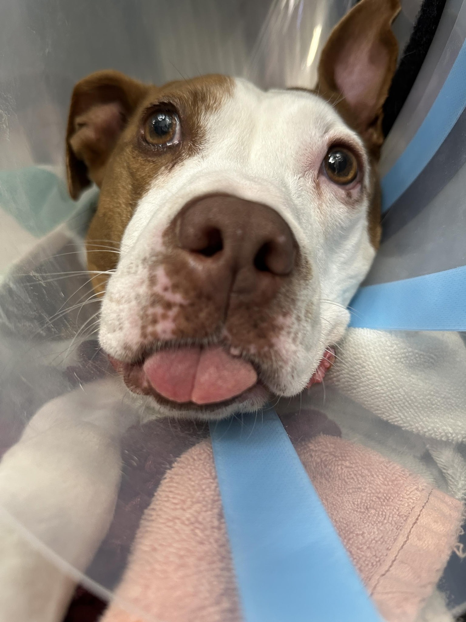 Donate for Basil's Medical Journey campaign photo, 4 of 5