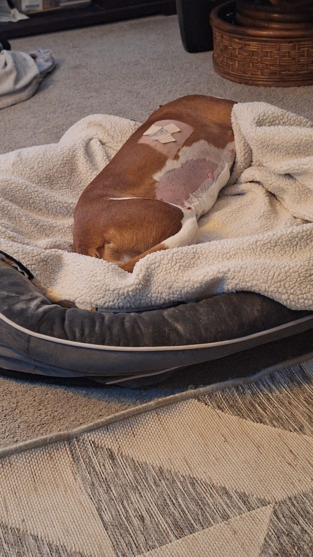 Donate for Basil's Medical Journey campaign photo, 2 of 5