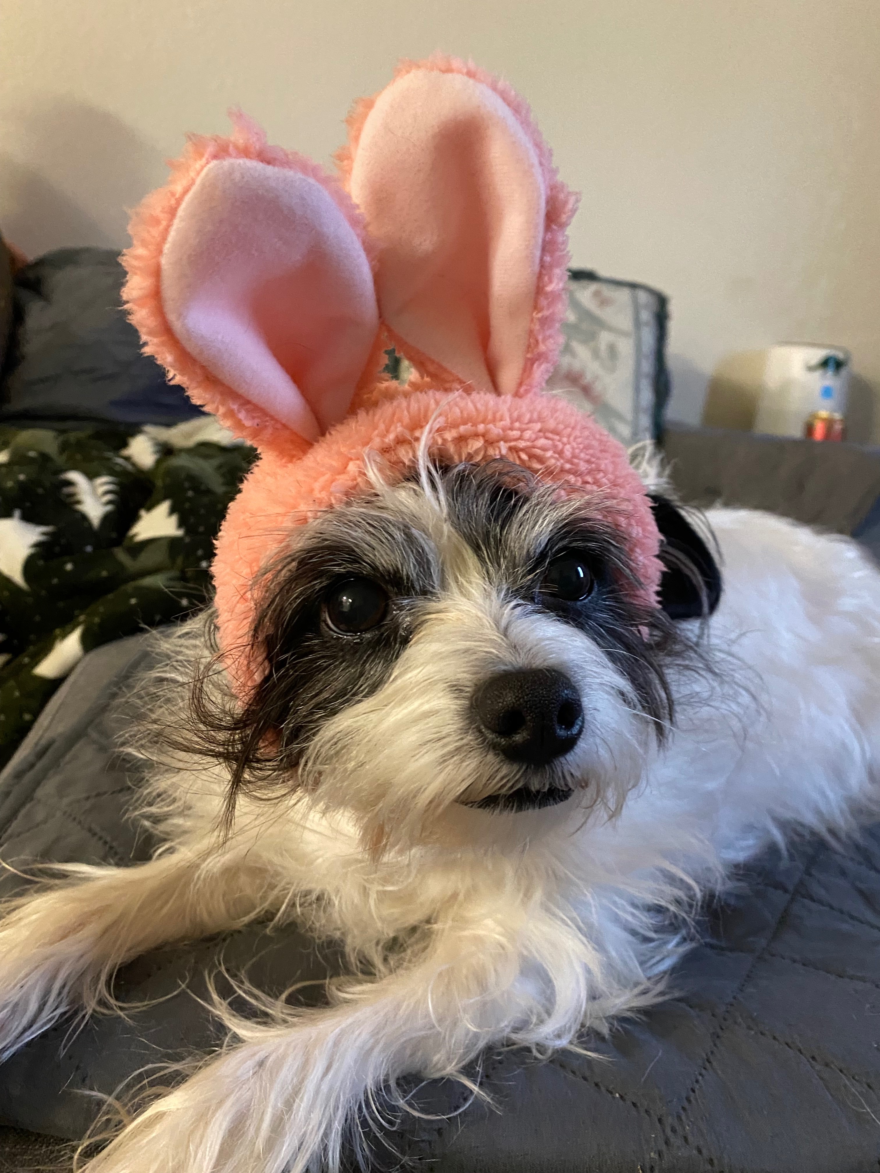 Donate to help Peppers Vet bills campaign photo, 7 of 8