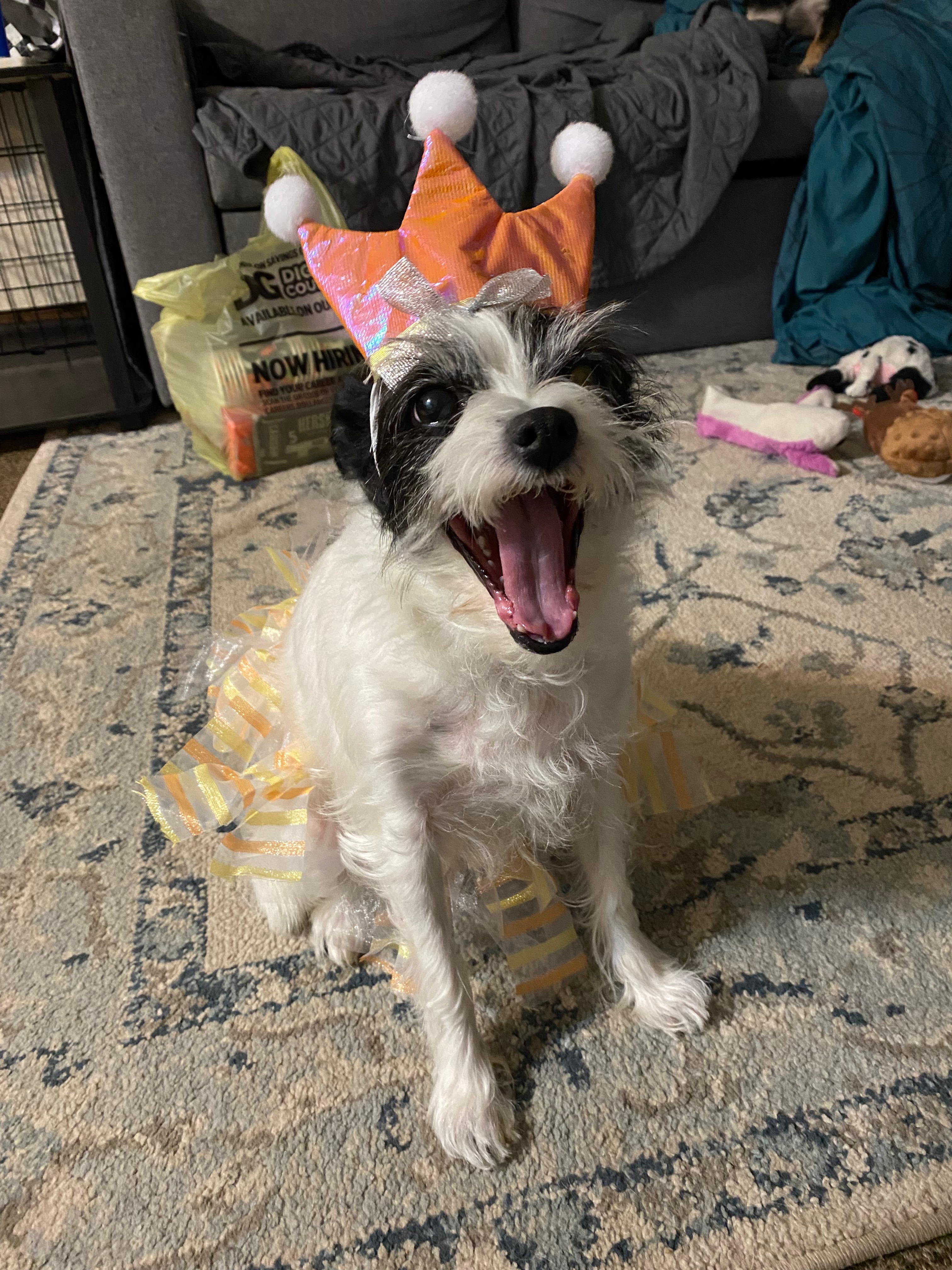 Donate to help Peppers Vet bills campaign photo, 2 of 8